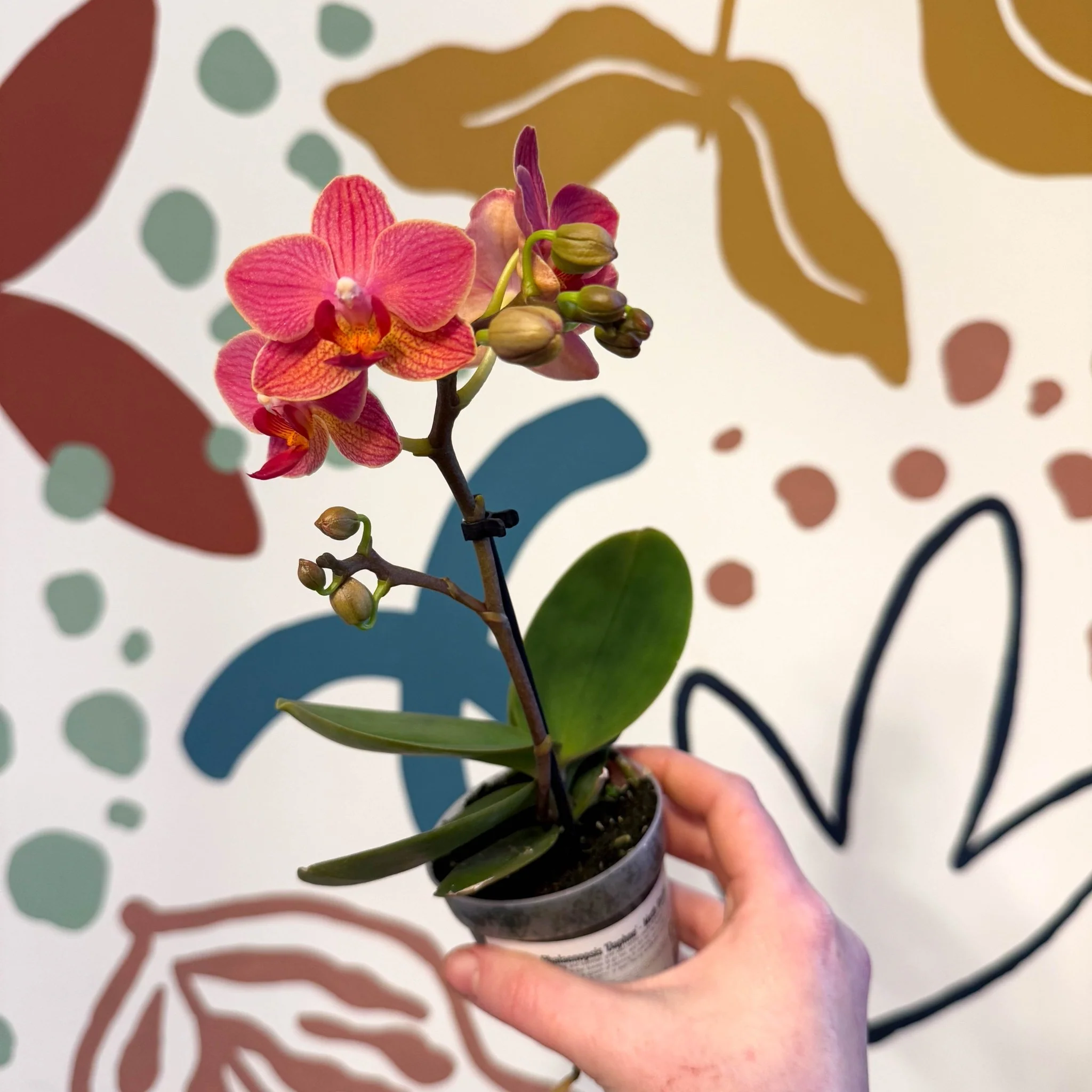 Phalaenopsis 'Daphne' - Moth Orchid - Image 6