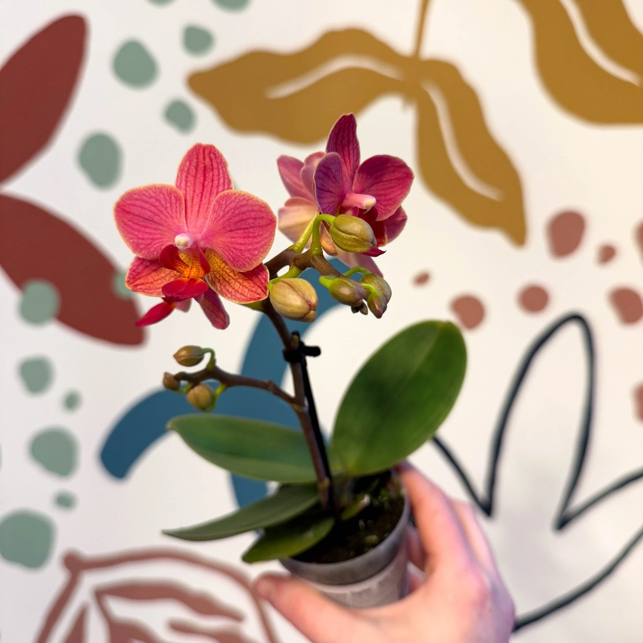 Phalaenopsis 'Daphne' - Moth Orchid - Image 7