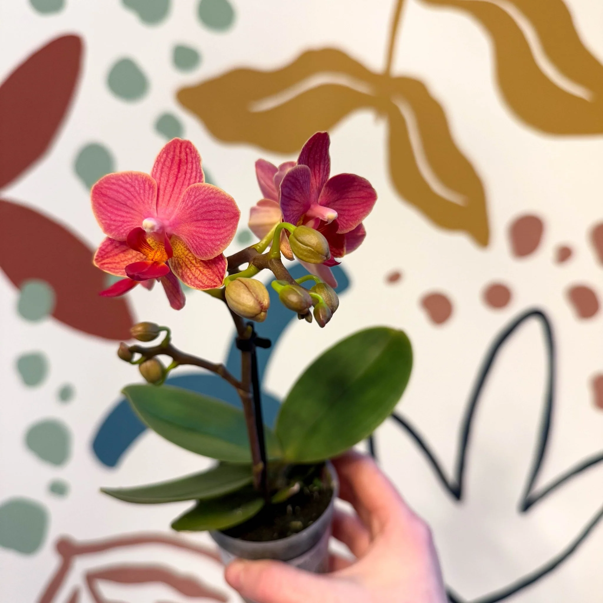 Phalaenopsis 'Daphne' - Moth Orchid - Image 8
