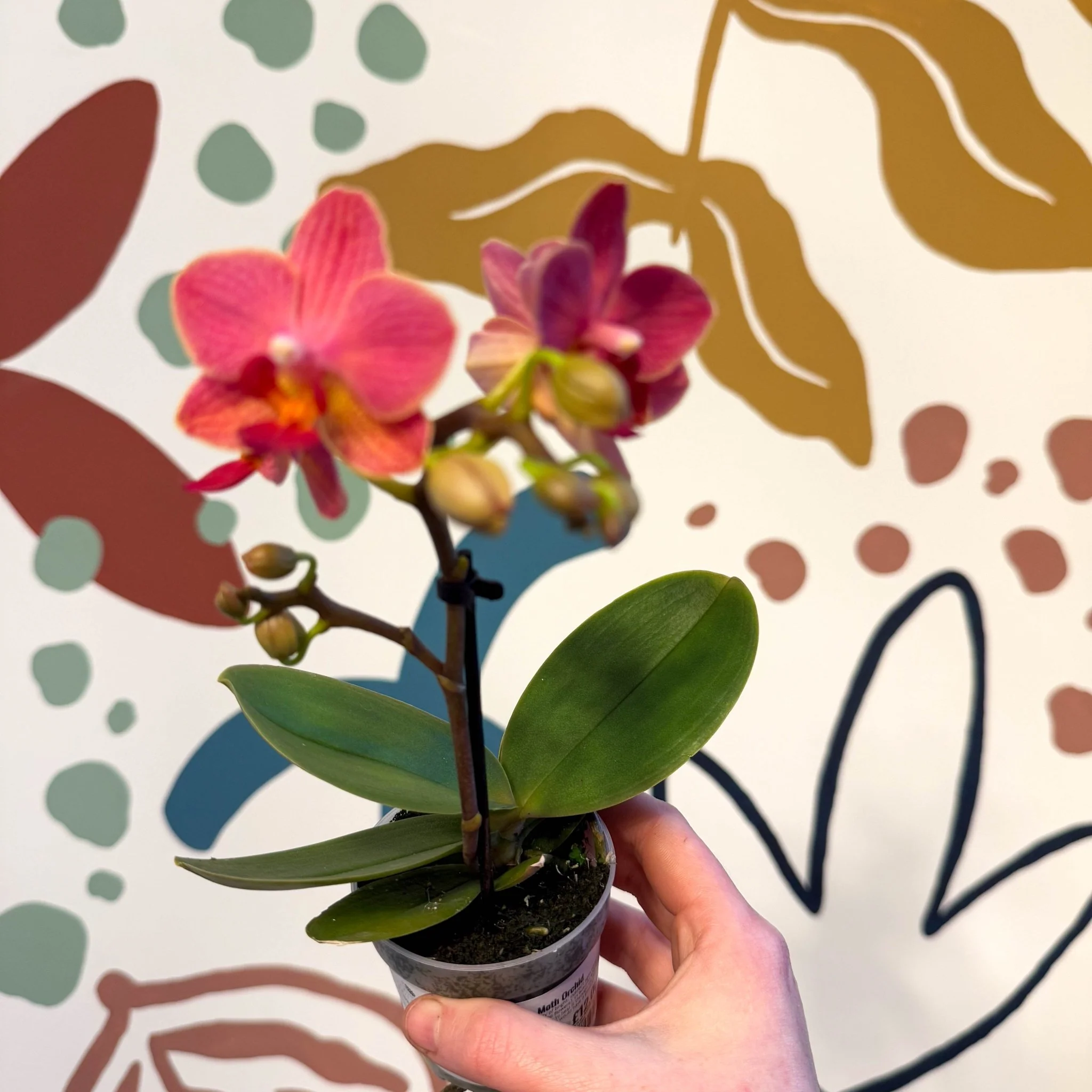 Phalaenopsis 'Daphne' - Moth Orchid - Image 9