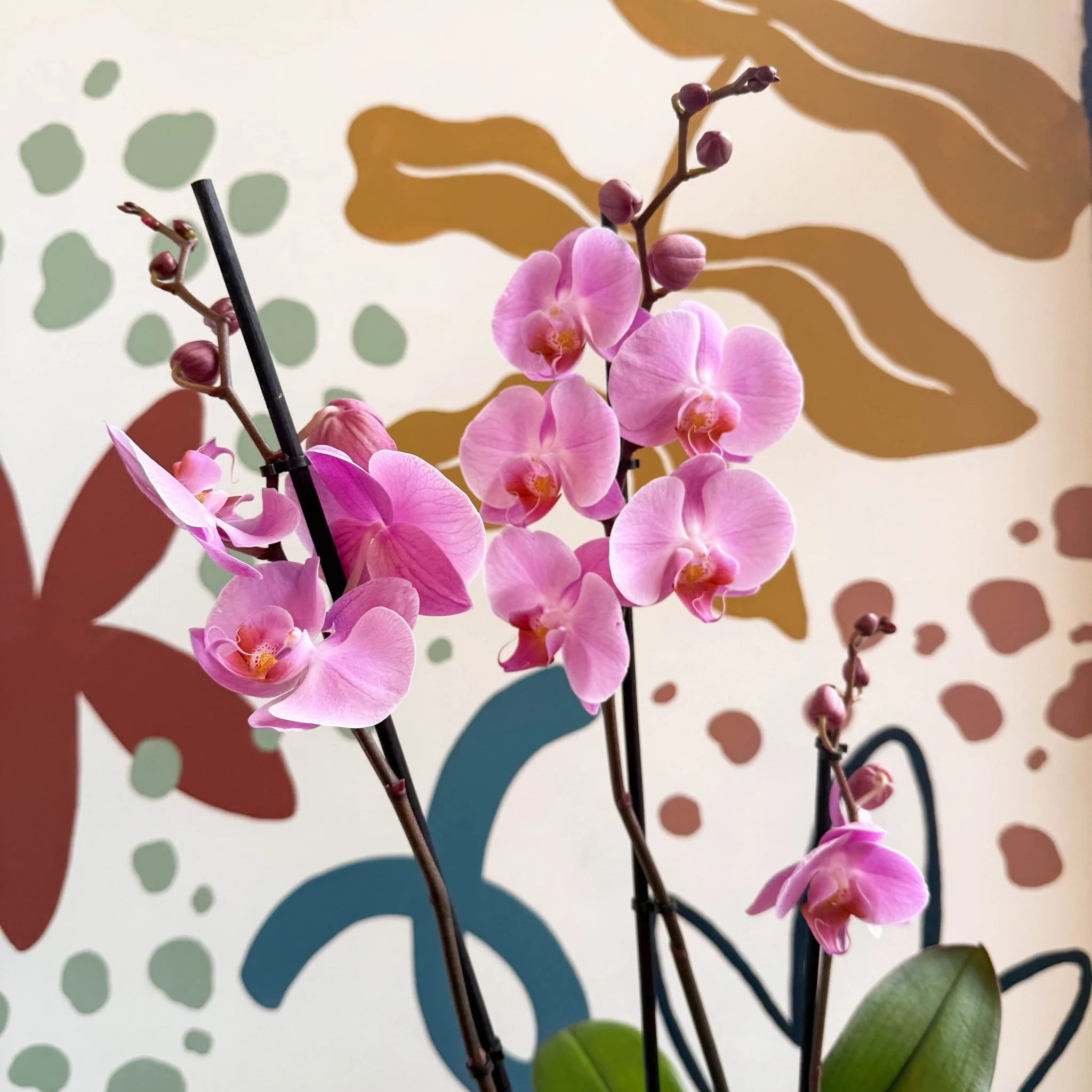 Phalaenopsis 'Elion' - Pink Moth Orchid