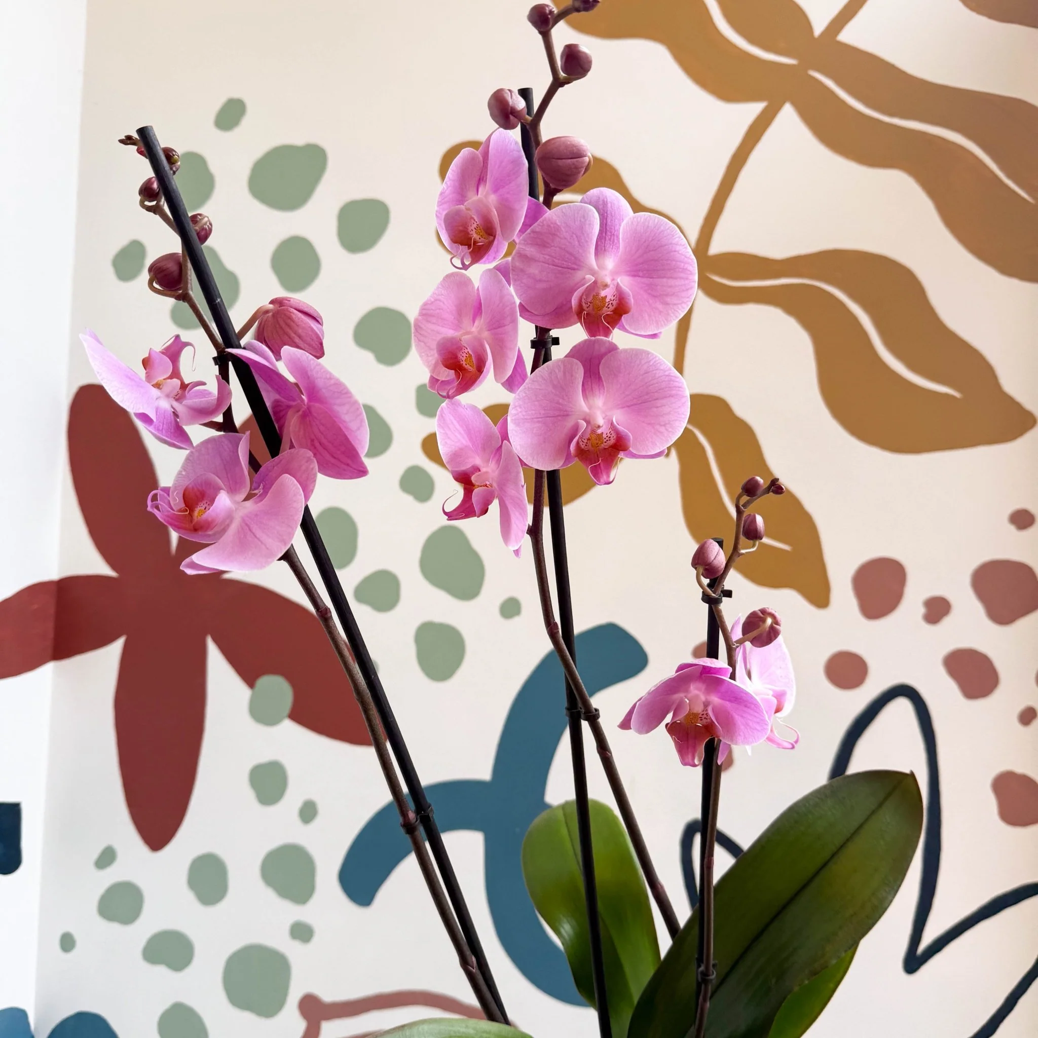 Phalaenopsis 'Elion' - Pink Moth Orchid - Image 10