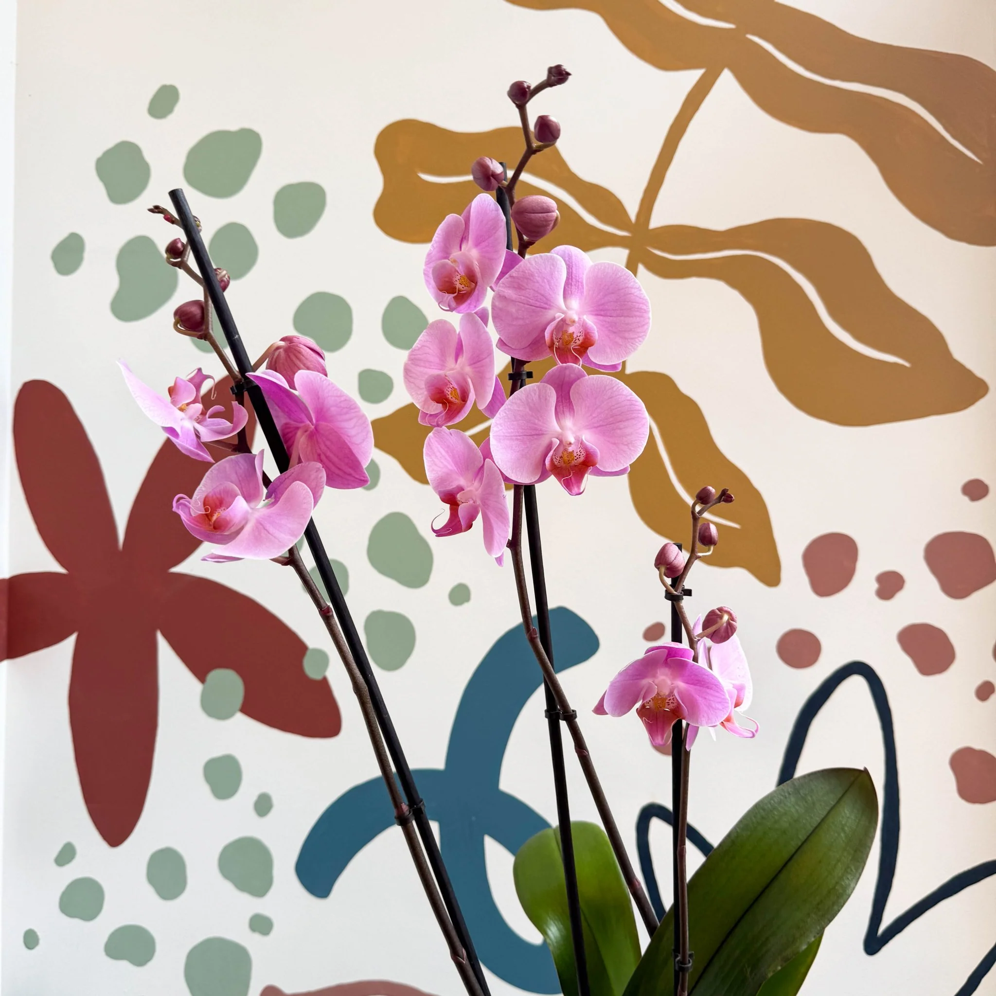 Phalaenopsis 'Elion' - Pink Moth Orchid - Image 11