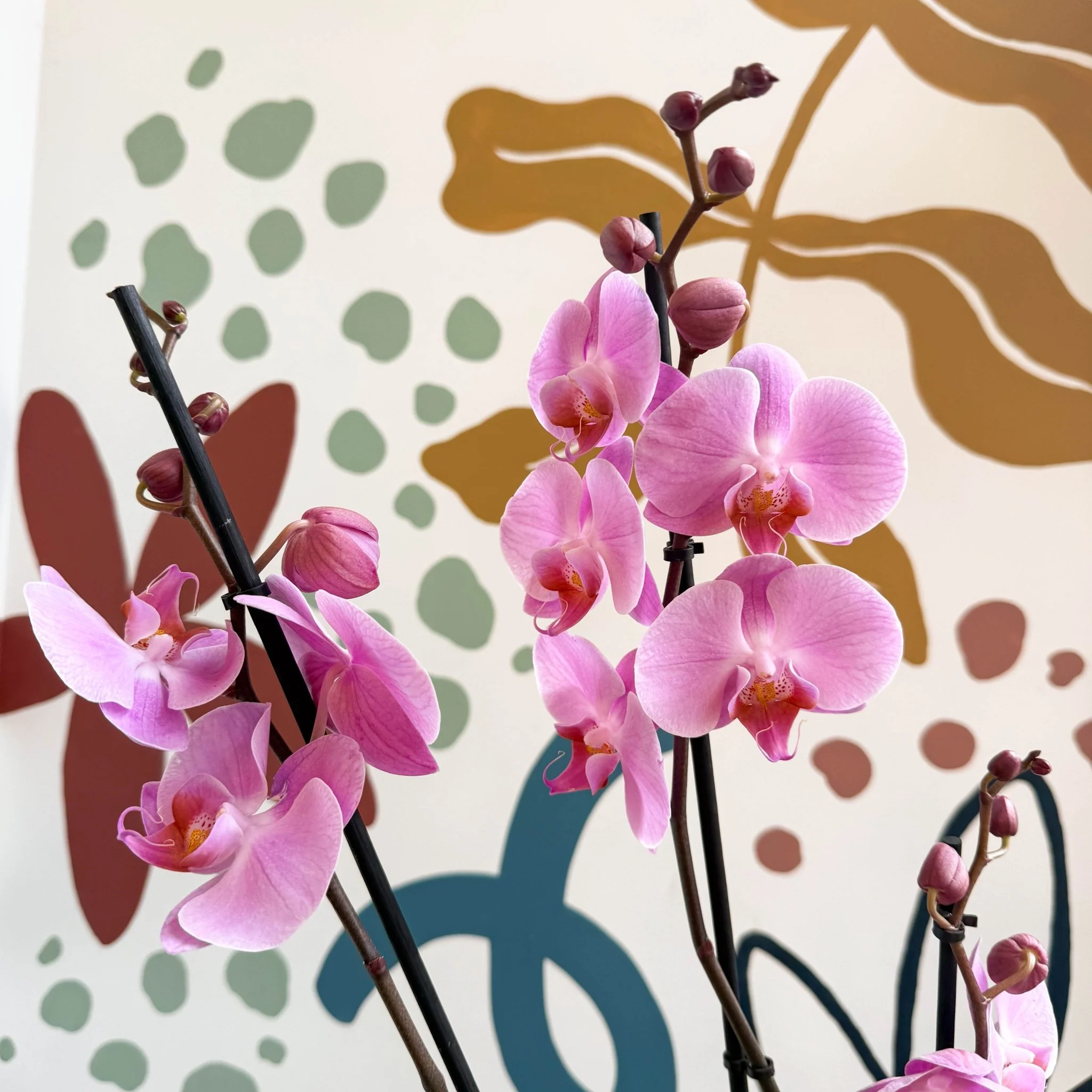 Phalaenopsis 'Elion' - Pink Moth Orchid - Image 12
