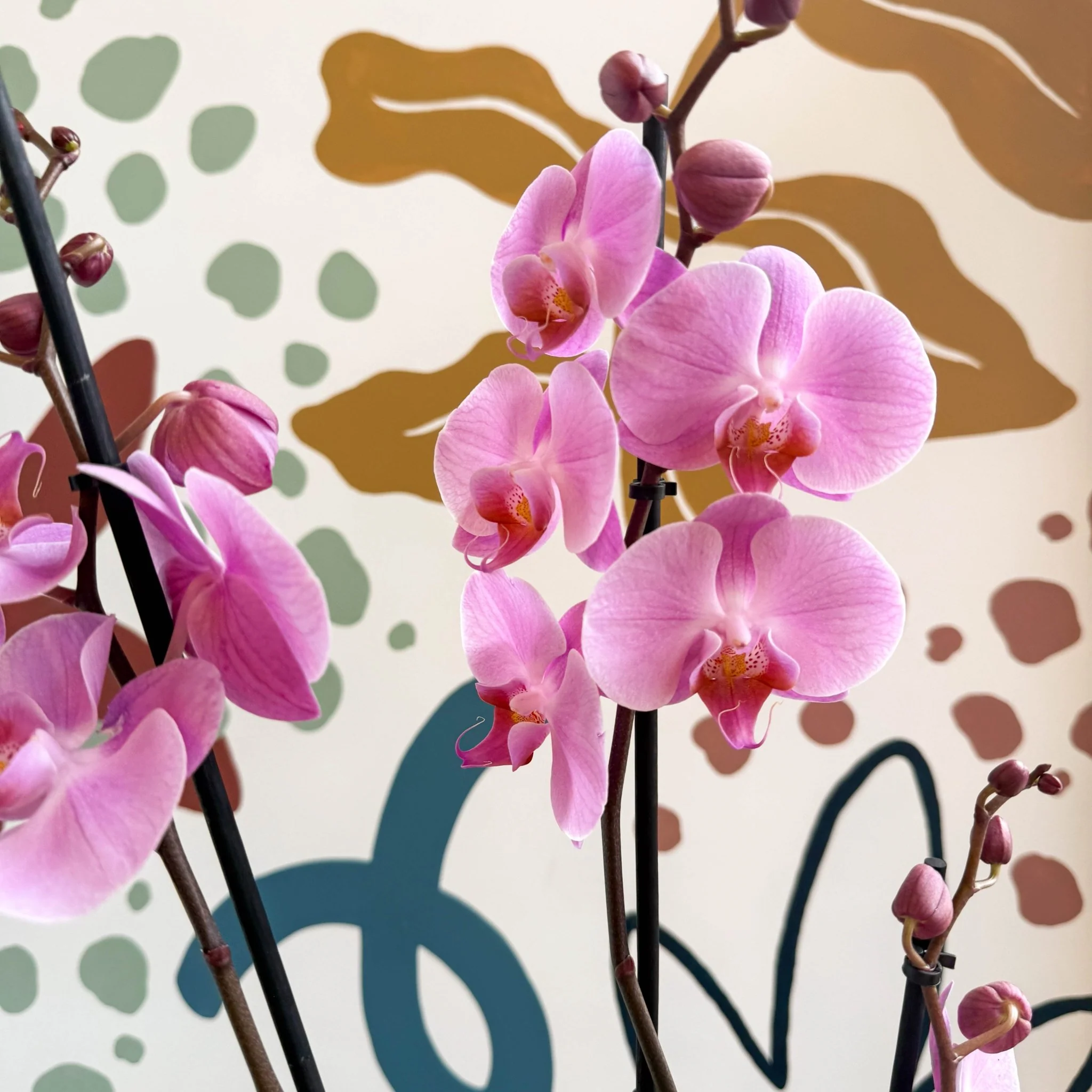 Phalaenopsis 'Elion' - Pink Moth Orchid - Image 13