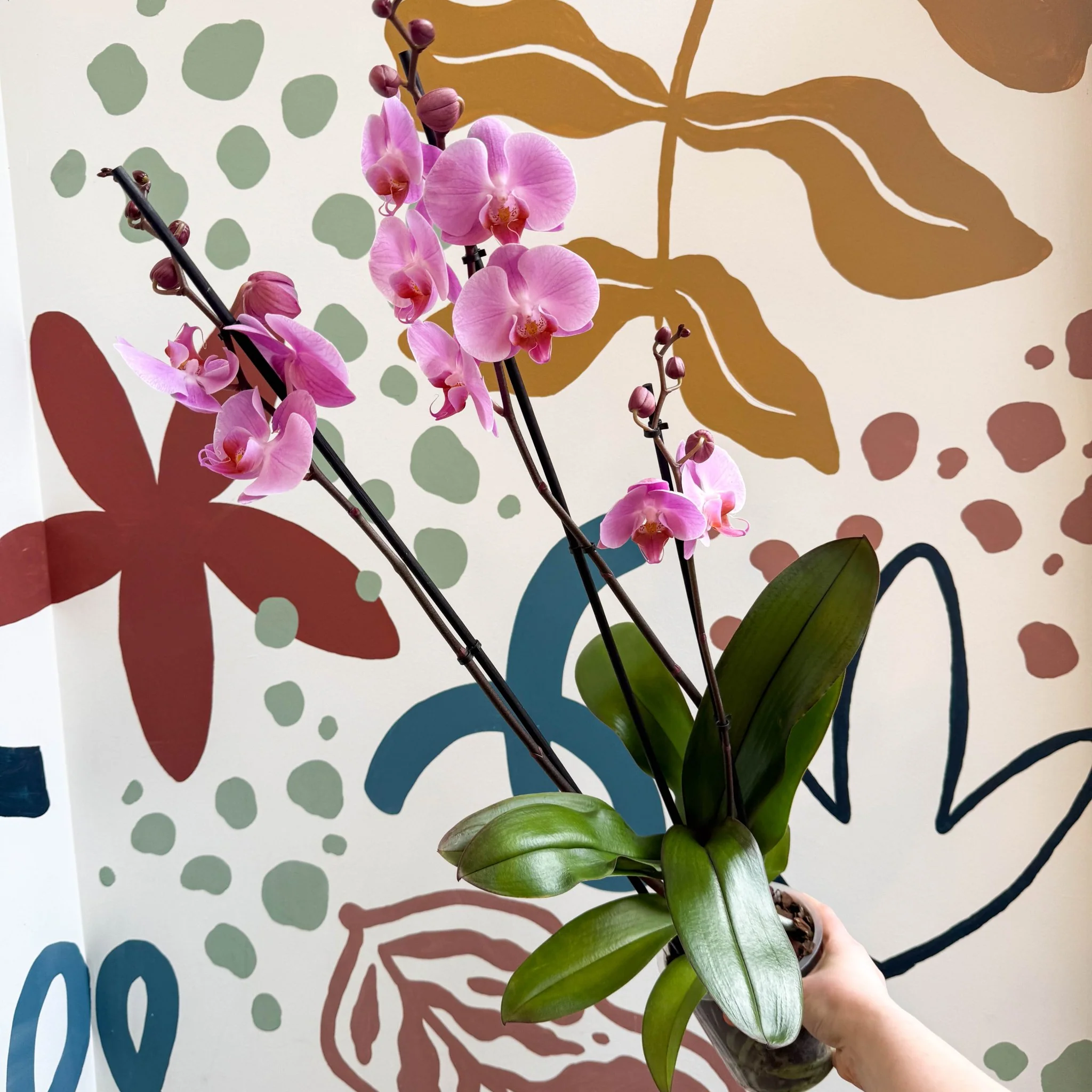 Phalaenopsis 'Elion' - Pink Moth Orchid - Image 2