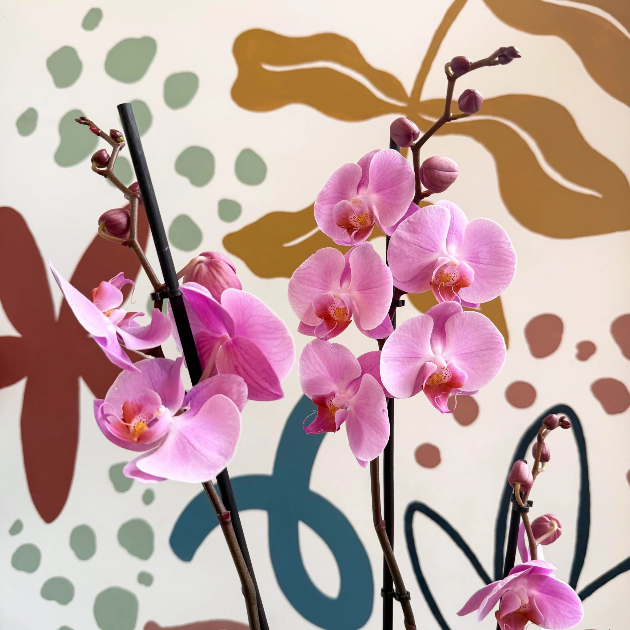 Phalaenopsis 'Elion' - Pink Moth Orchid - Image 3