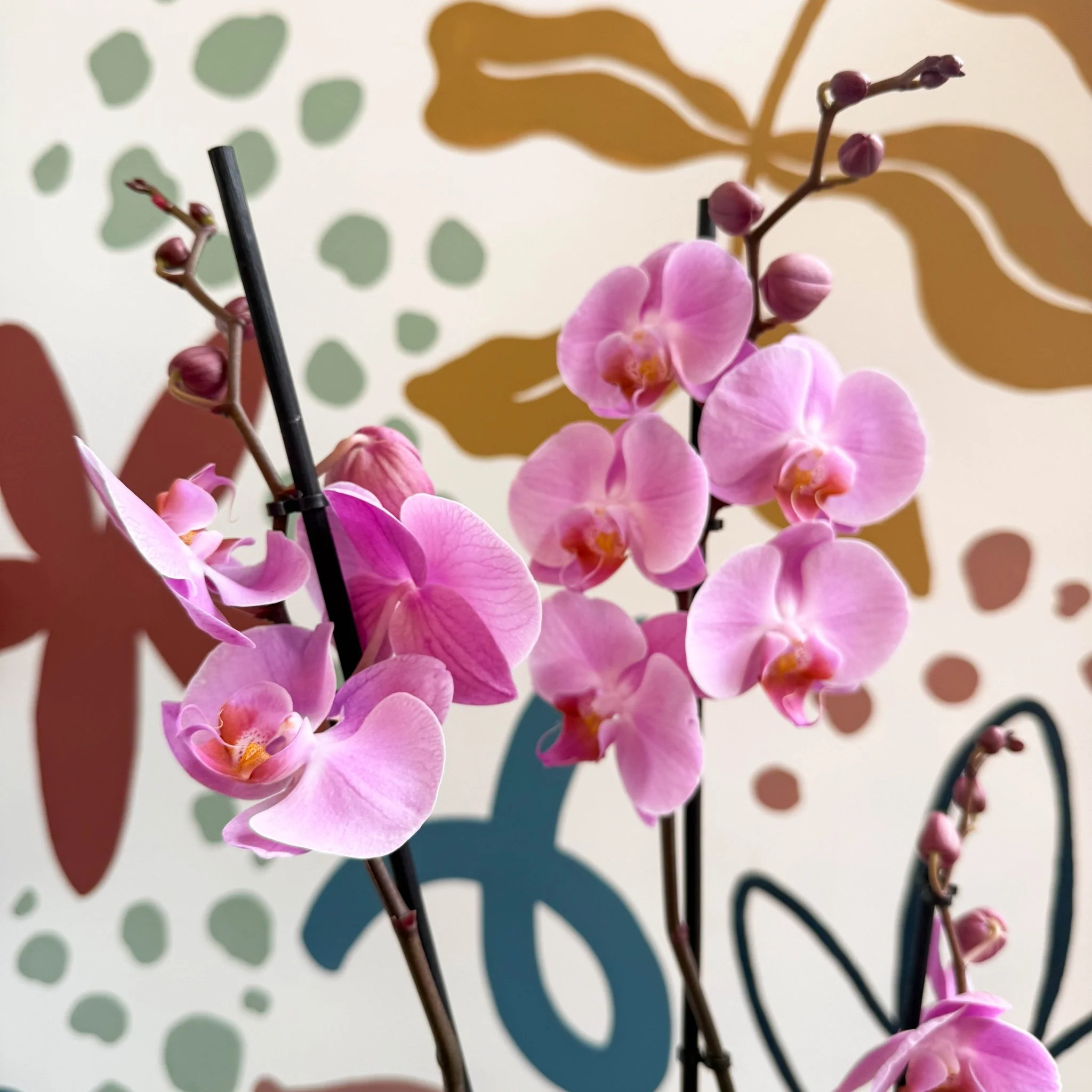 Phalaenopsis 'Elion' - Pink Moth Orchid - Image 4