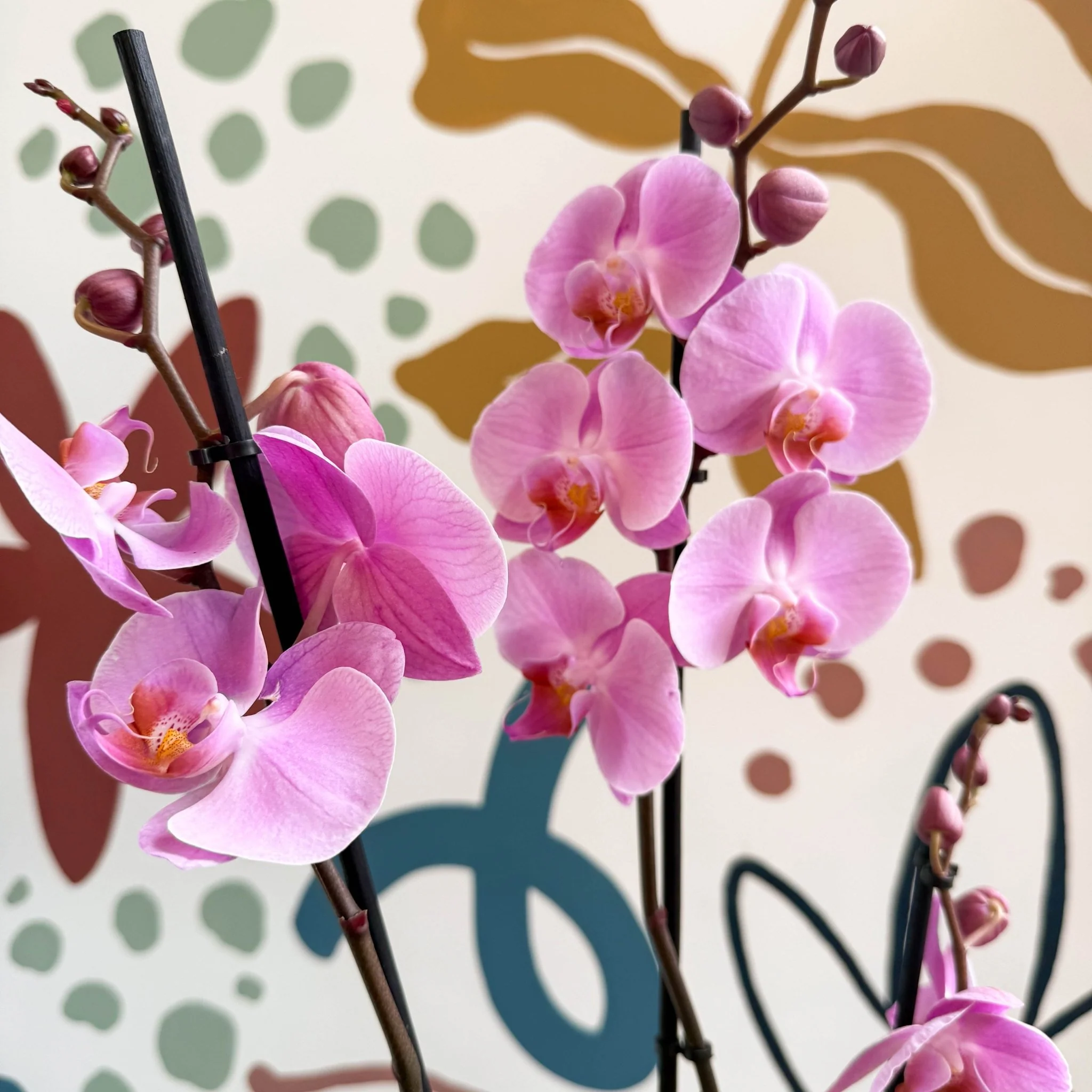 Phalaenopsis 'Elion' - Pink Moth Orchid - Image 5