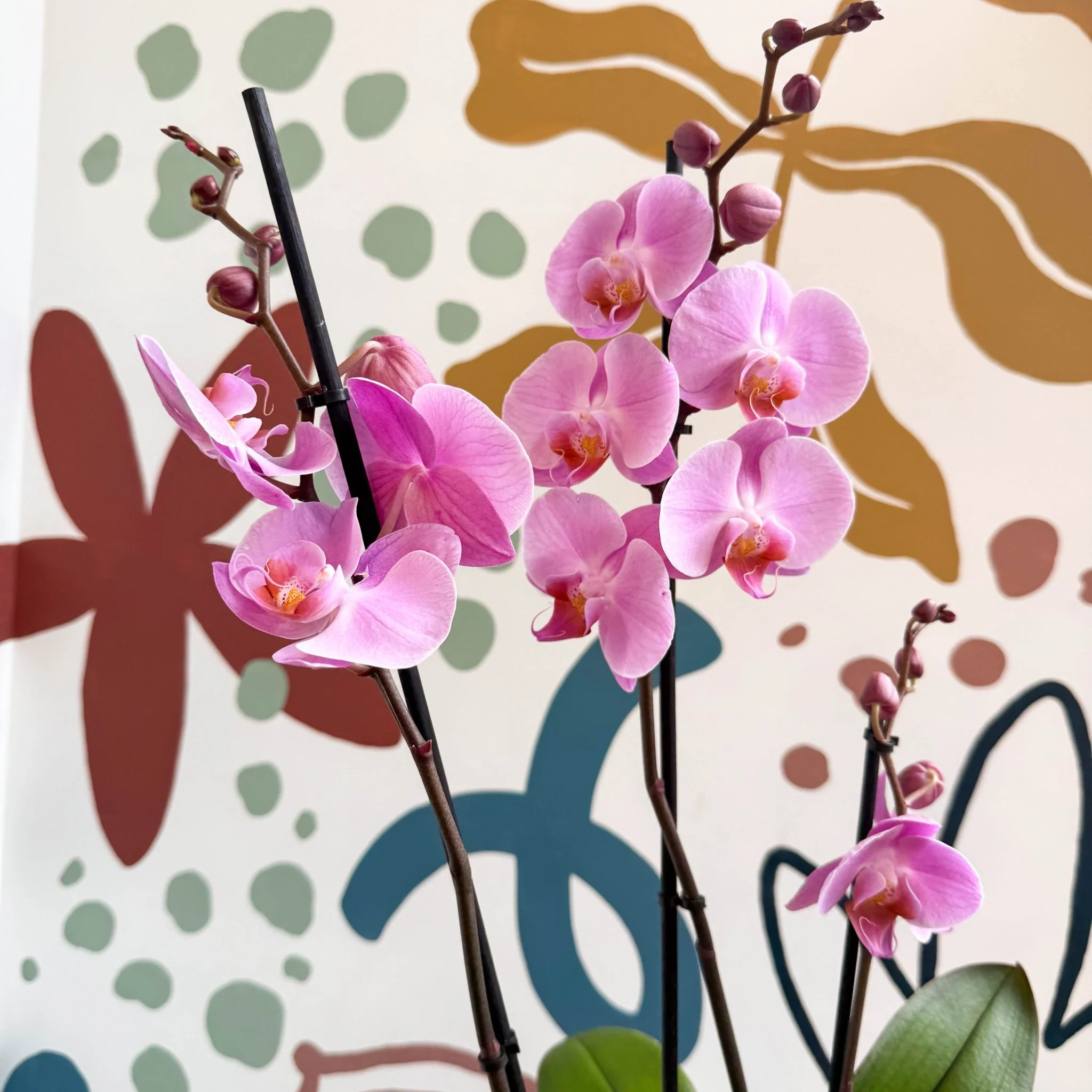 Phalaenopsis 'Elion' - Pink Moth Orchid - Image 6