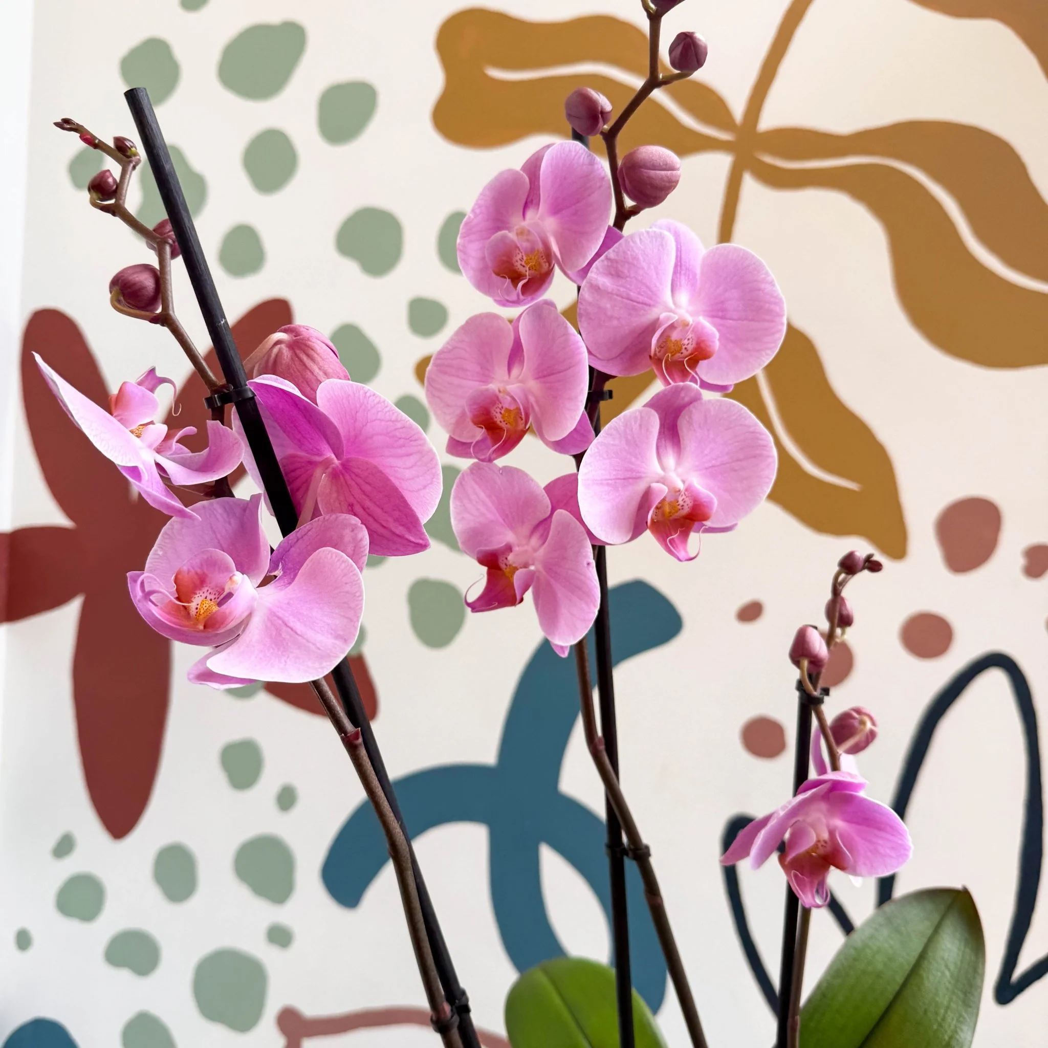 Phalaenopsis 'Elion' - Pink Moth Orchid - Image 7