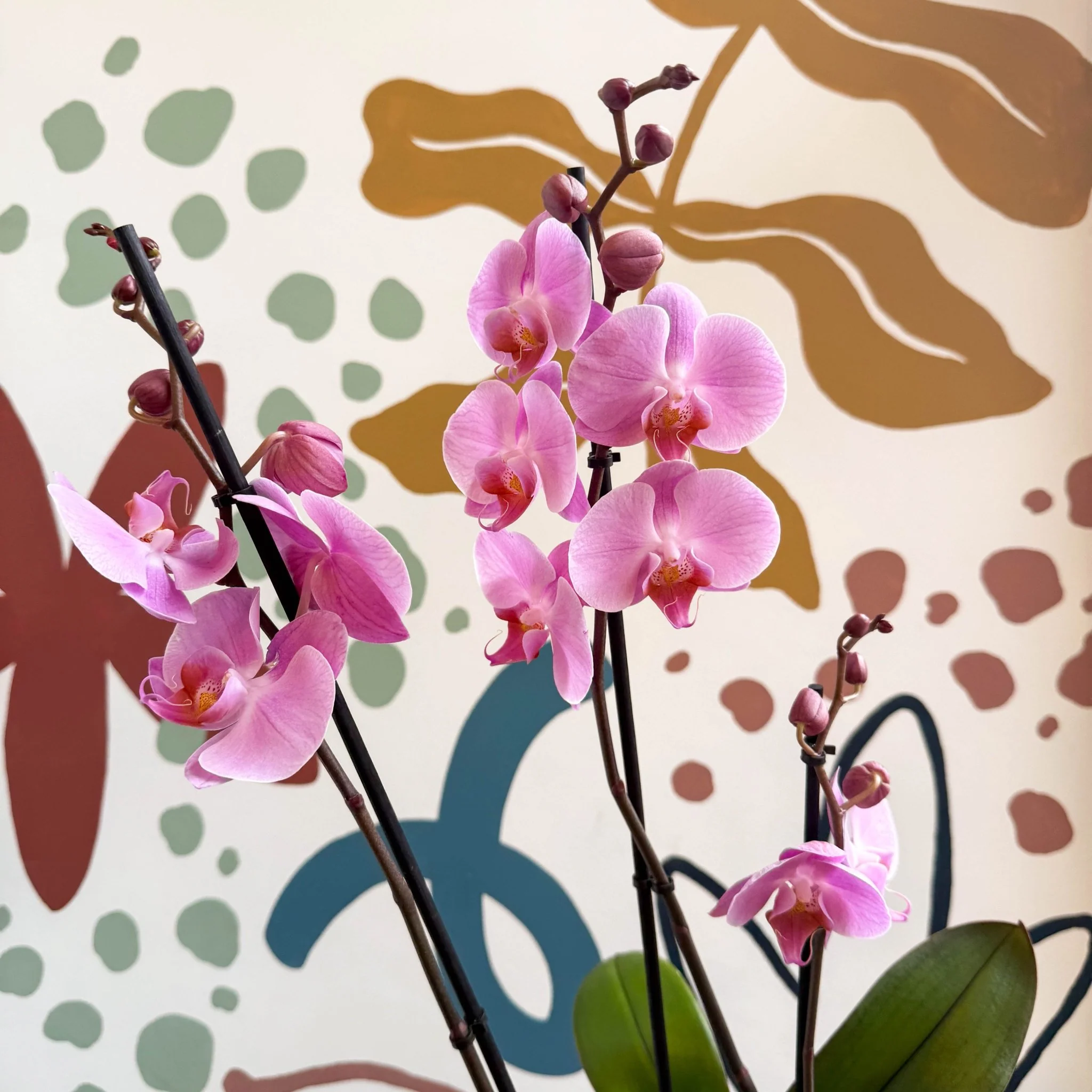 Phalaenopsis 'Elion' - Pink Moth Orchid - Image 8