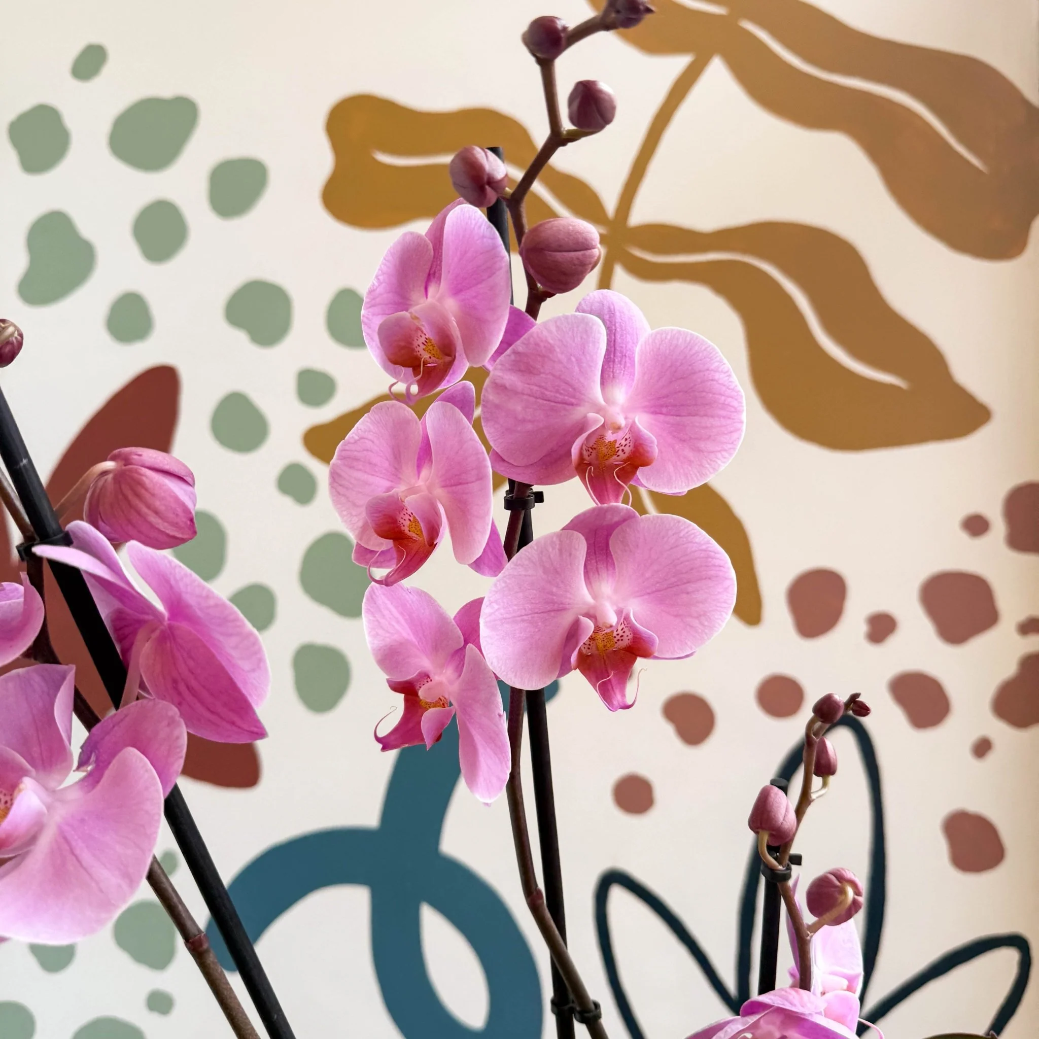 Phalaenopsis 'Elion' - Pink Moth Orchid - Image 9