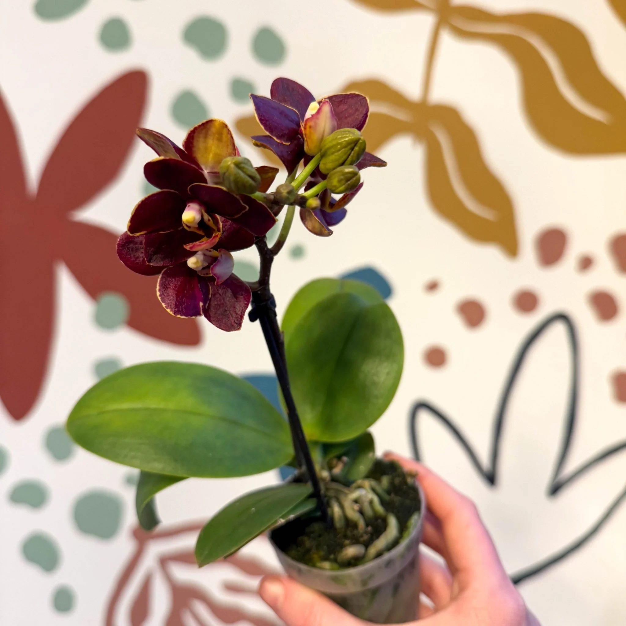 Phalaenopsis 'Esmee' - Moth Orchid