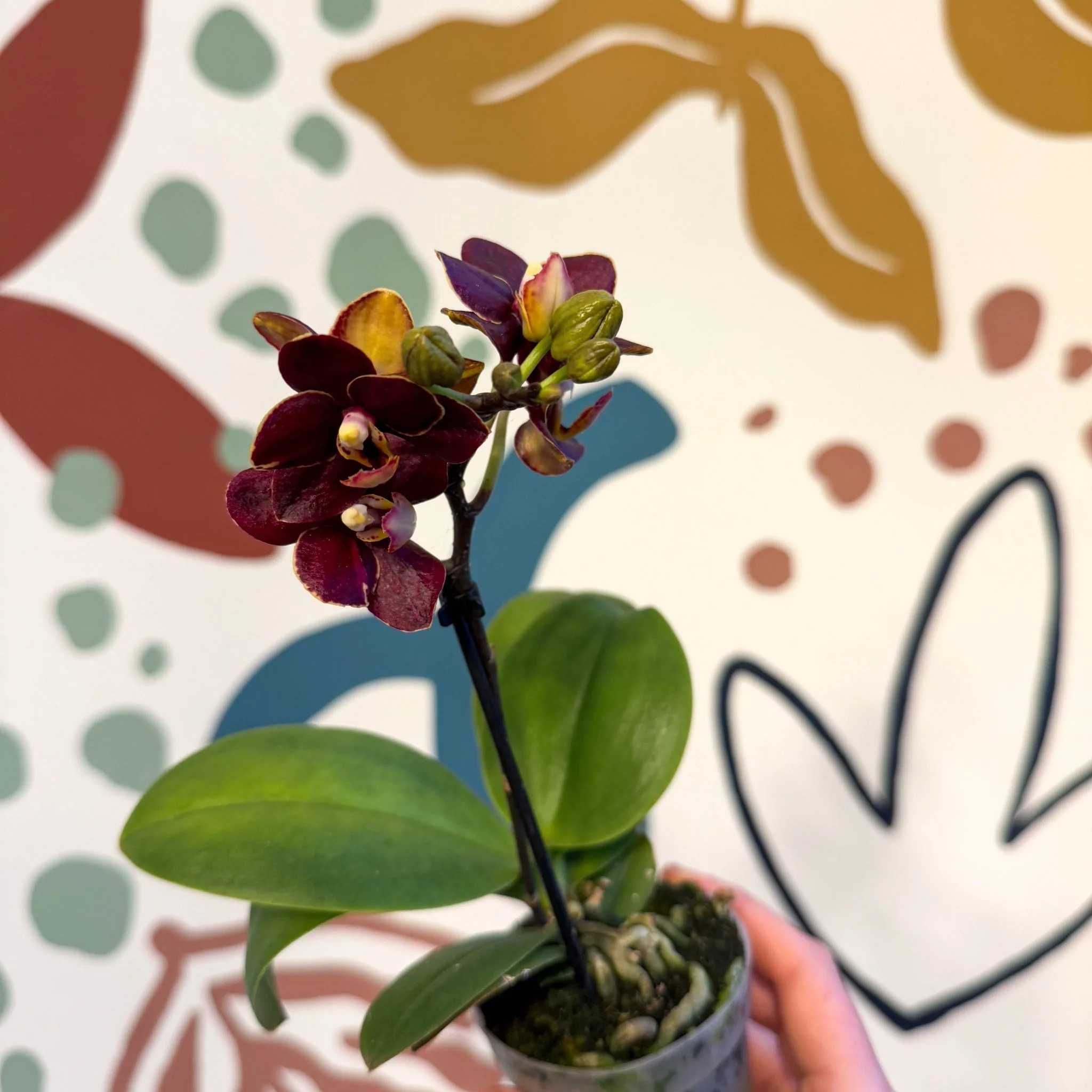 Phalaenopsis 'Esmee' - Moth Orchid - Image 5