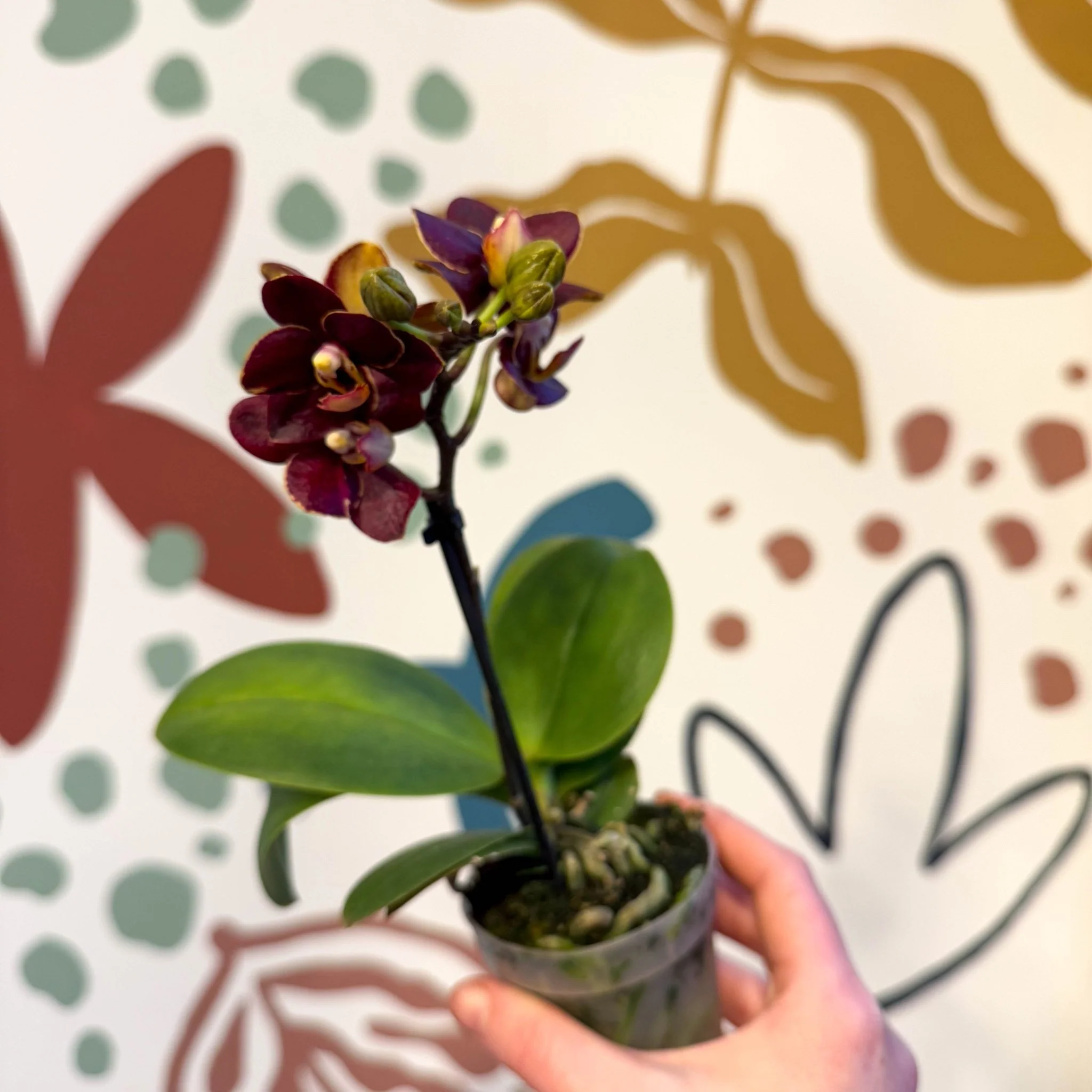 Phalaenopsis 'Esmee' - Moth Orchid - Image 8