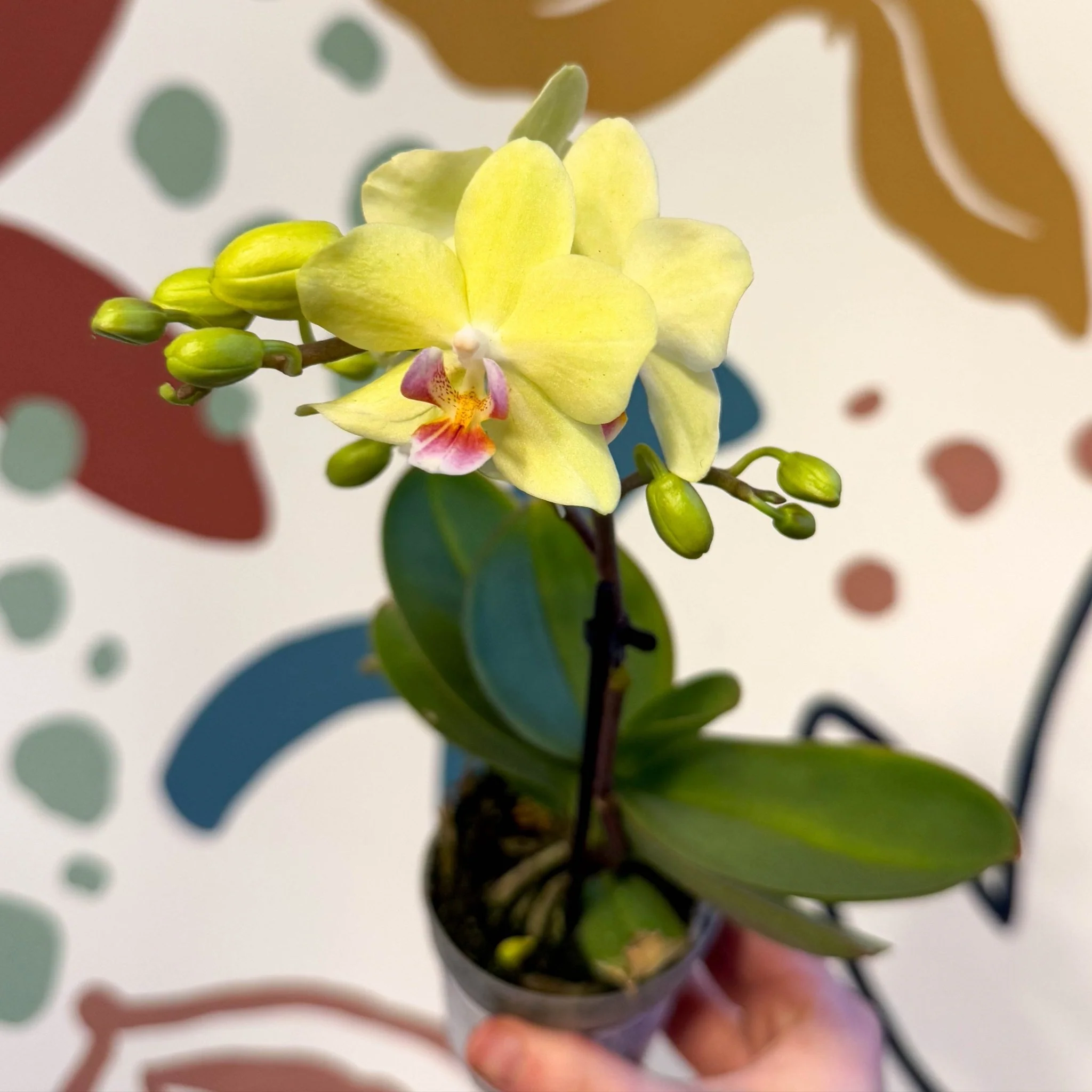 Phalaenopsis 'Freedanzo Canary' - Moth Orchid