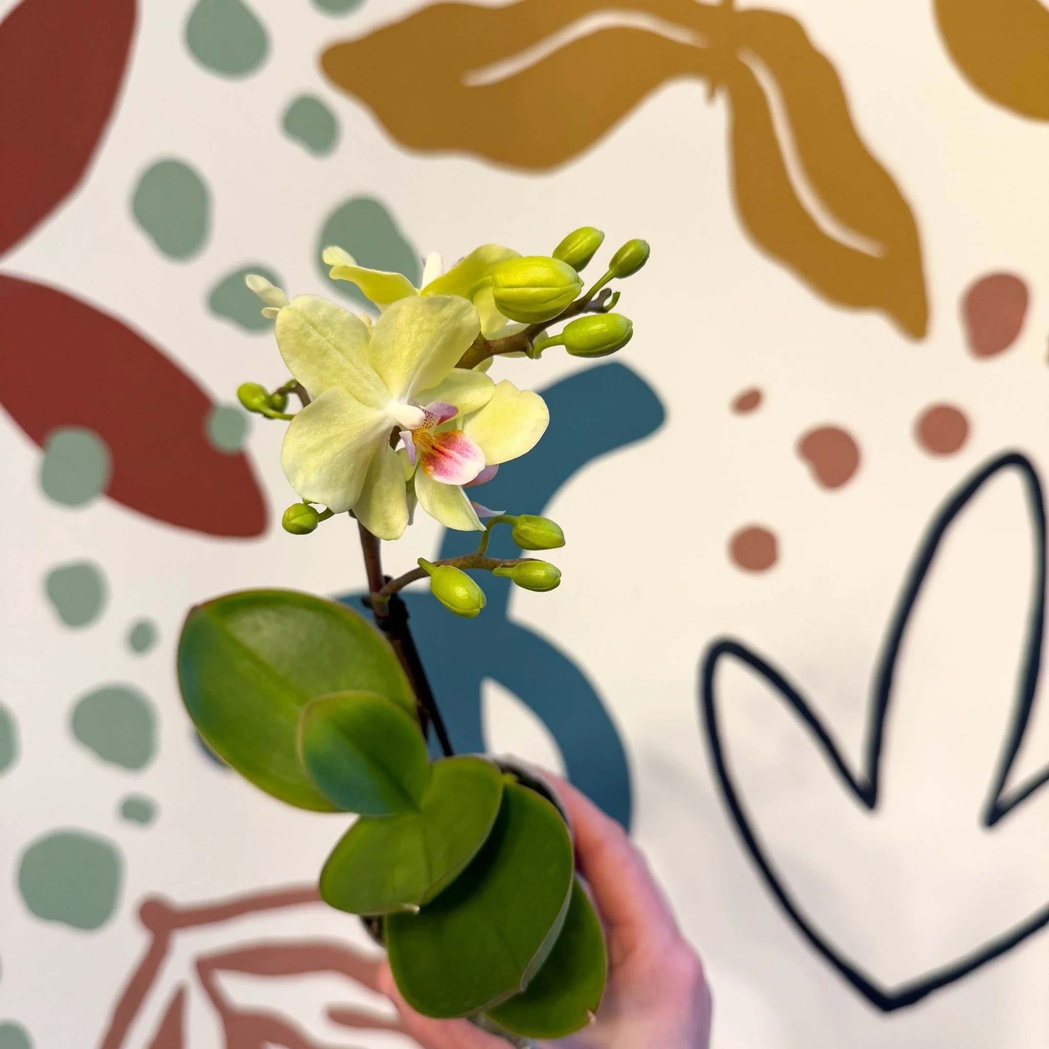 Phalaenopsis 'Freedanzo Canary' - Moth Orchid - Image 10