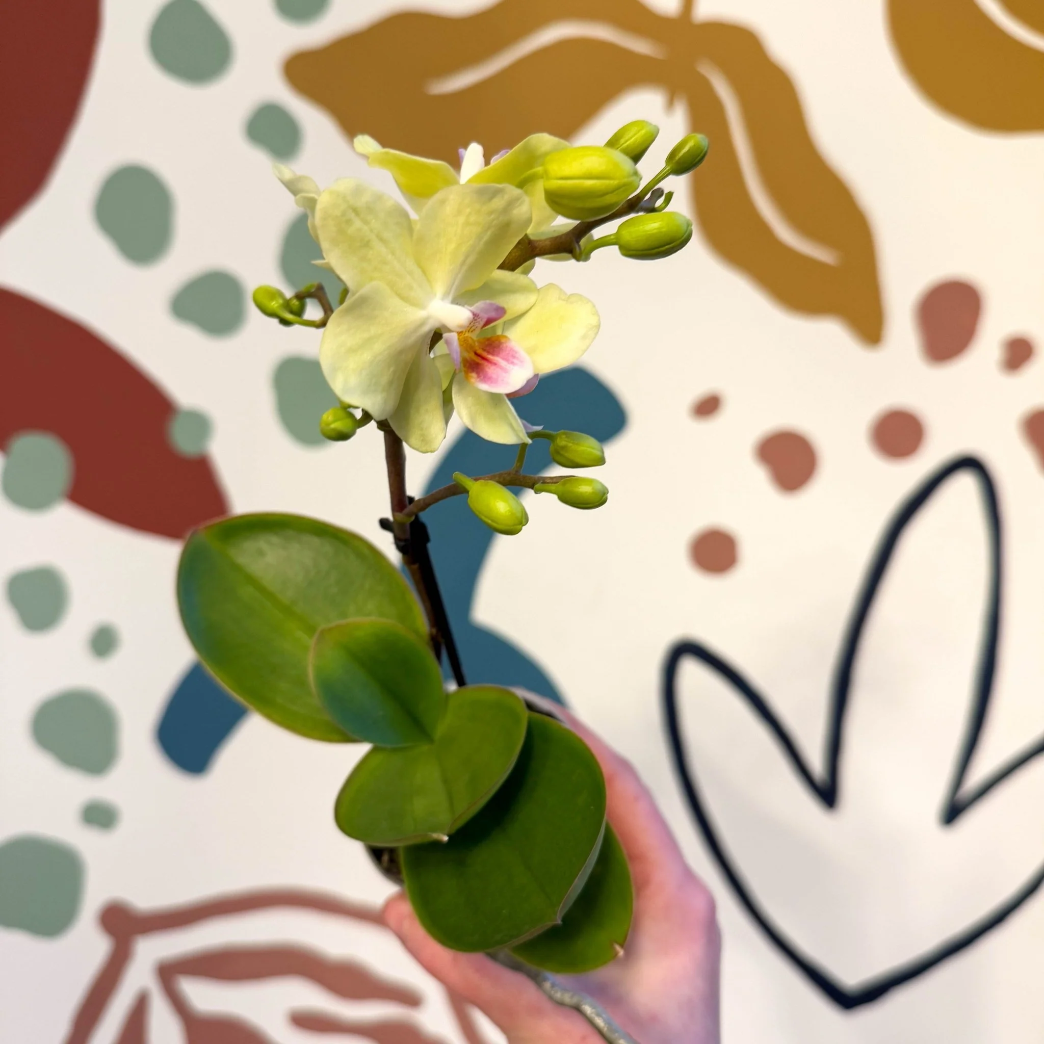 Phalaenopsis 'Freedanzo Canary' - Moth Orchid - Image 11