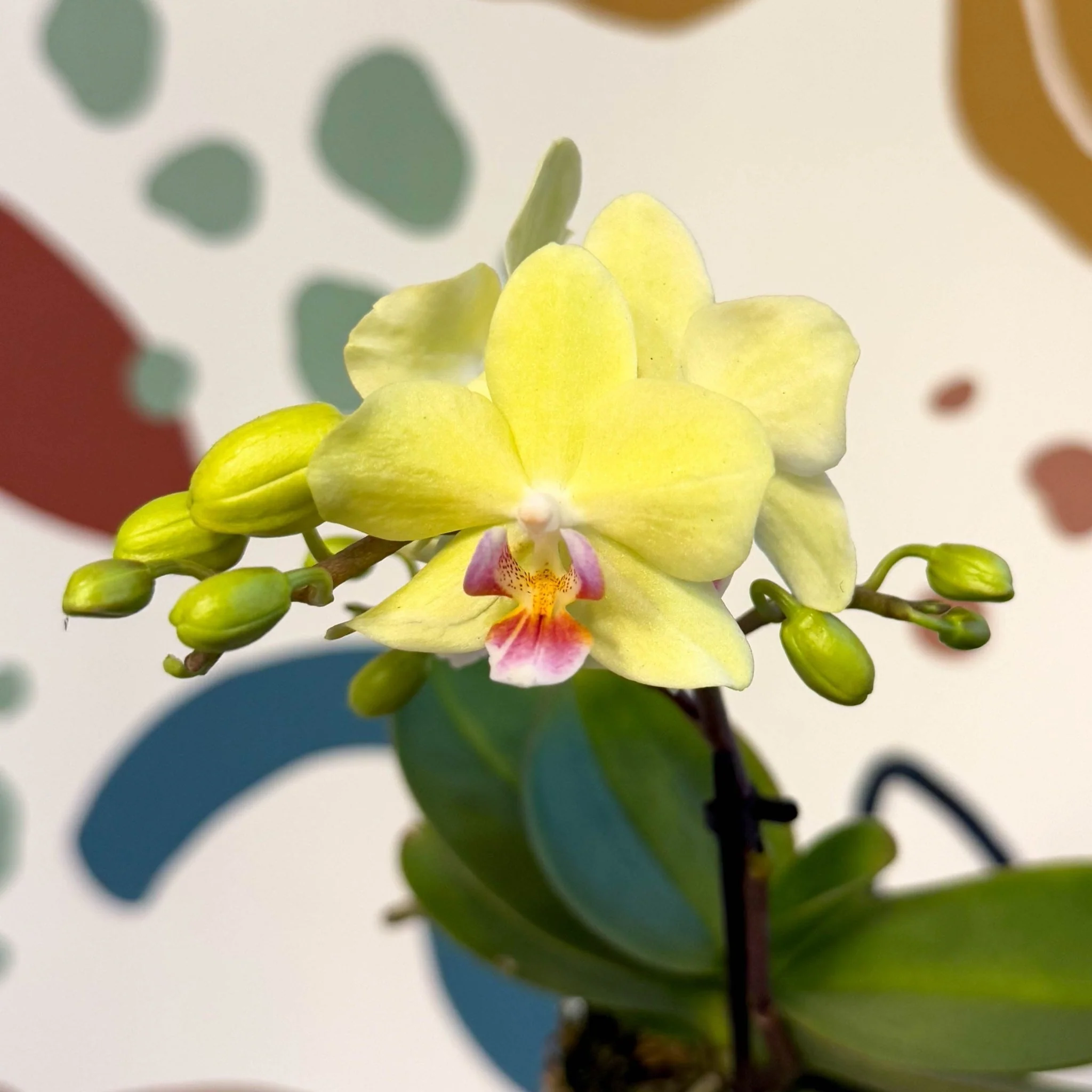 Phalaenopsis 'Freedanzo Canary' - Moth Orchid - Image 2