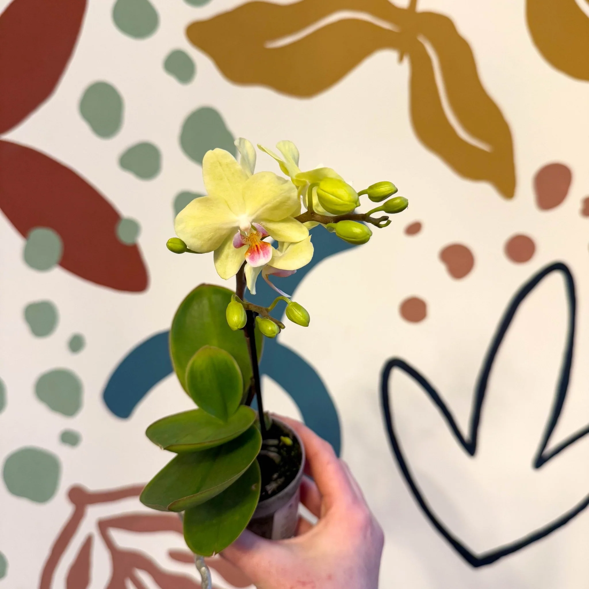 Phalaenopsis 'Freedanzo Canary' - Moth Orchid - Image 3
