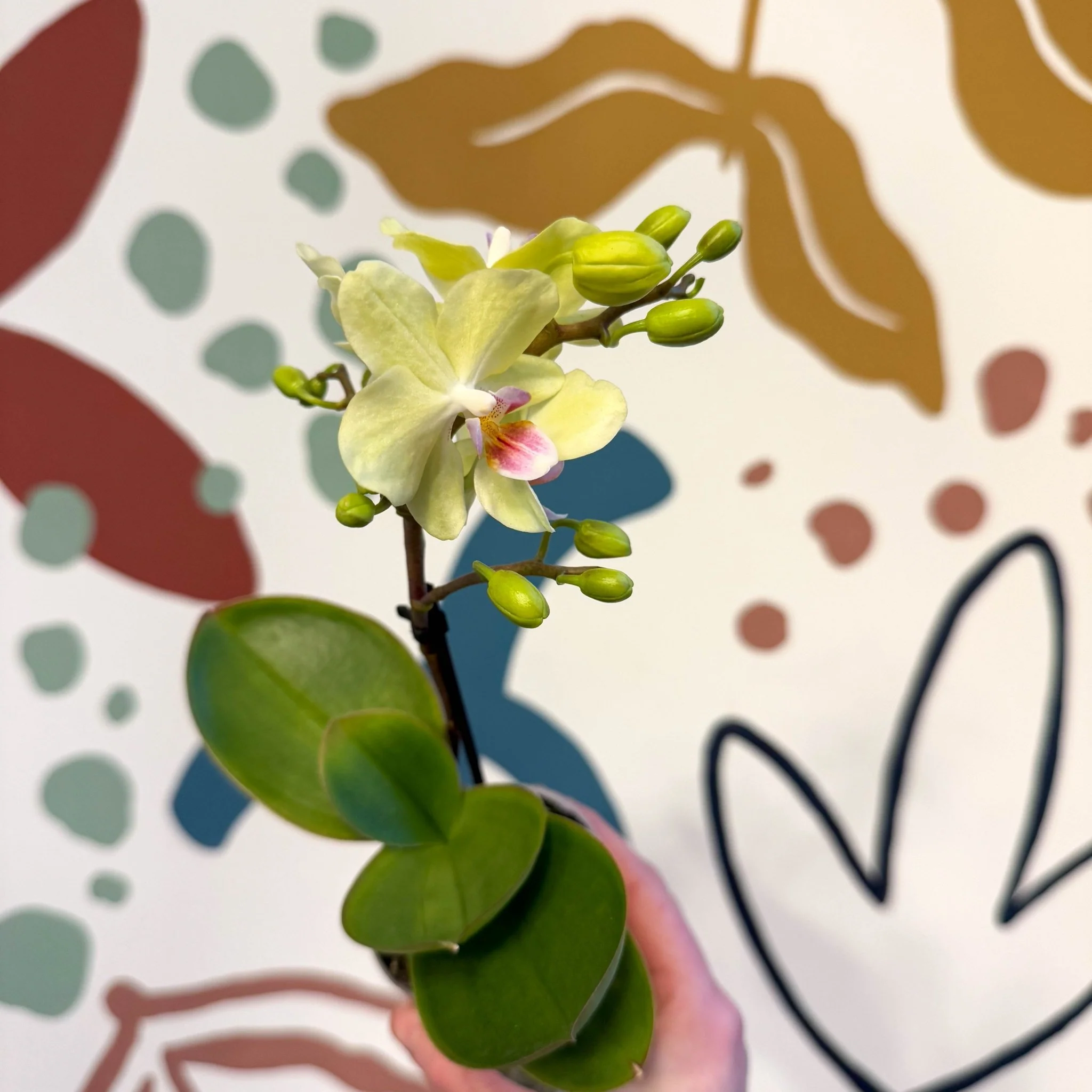 Phalaenopsis 'Freedanzo Canary' - Moth Orchid - Image 4