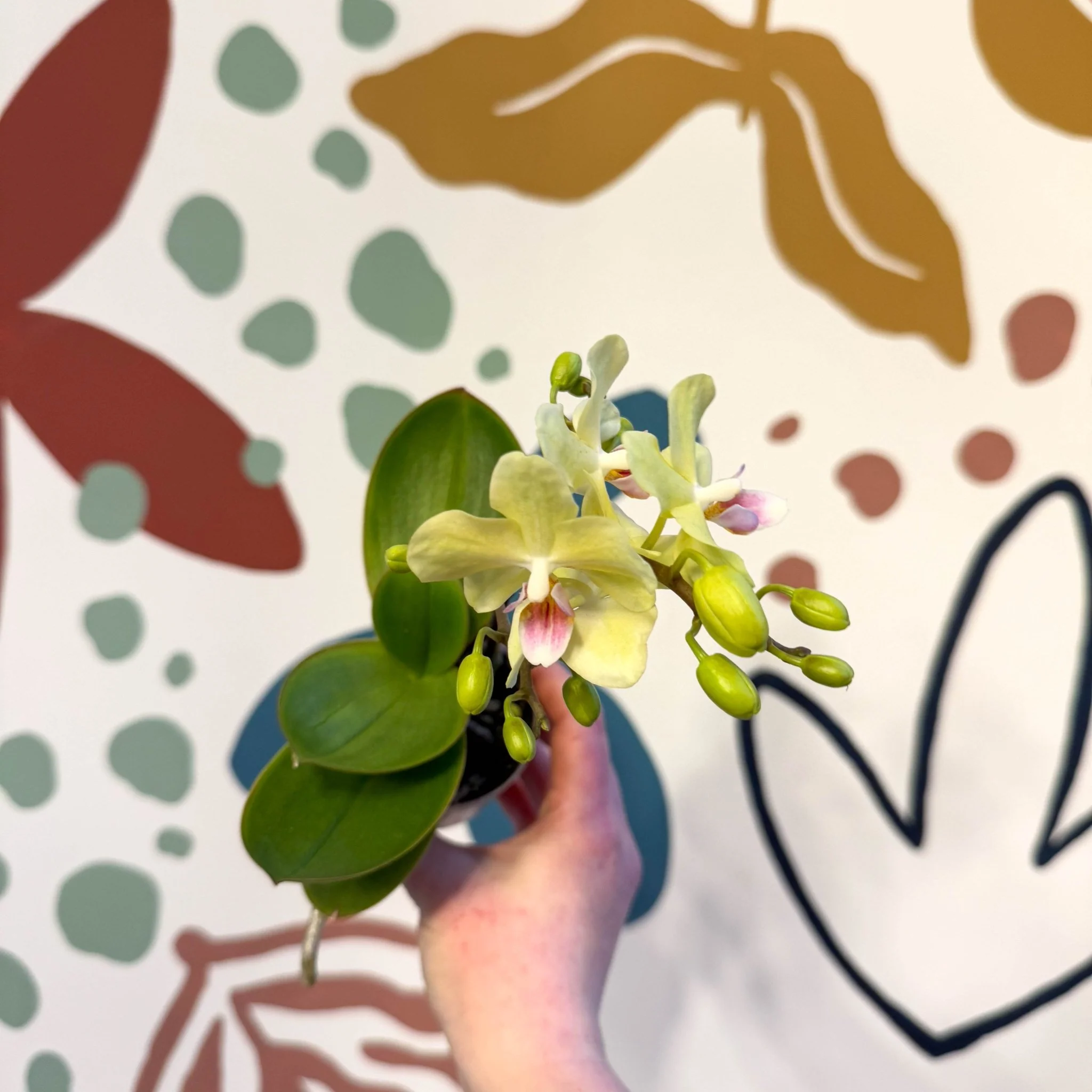 Phalaenopsis 'Freedanzo Canary' - Moth Orchid - Image 5