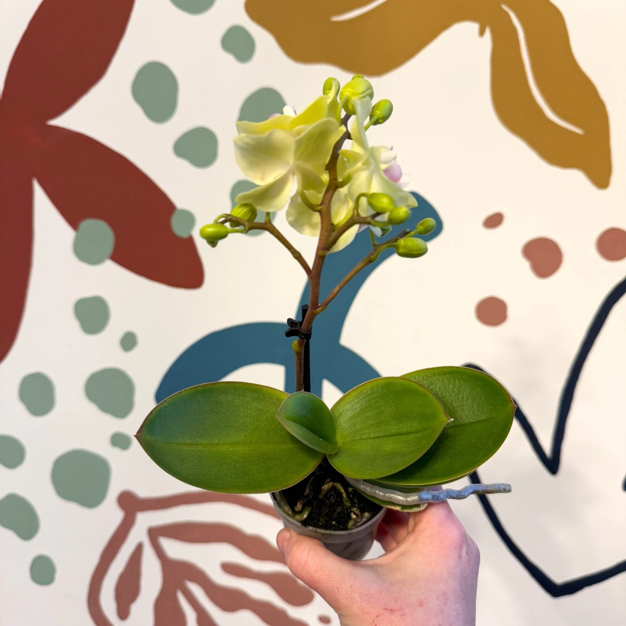 Phalaenopsis 'Freedanzo Canary' - Moth Orchid - Image 6