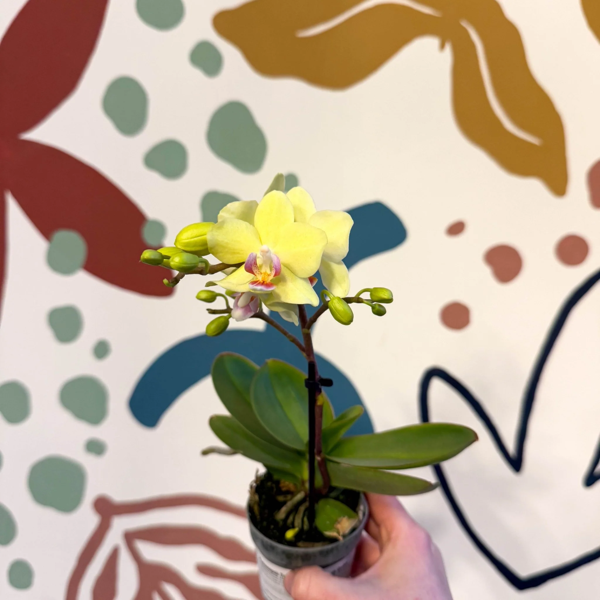 Phalaenopsis 'Freedanzo Canary' - Moth Orchid - Image 7