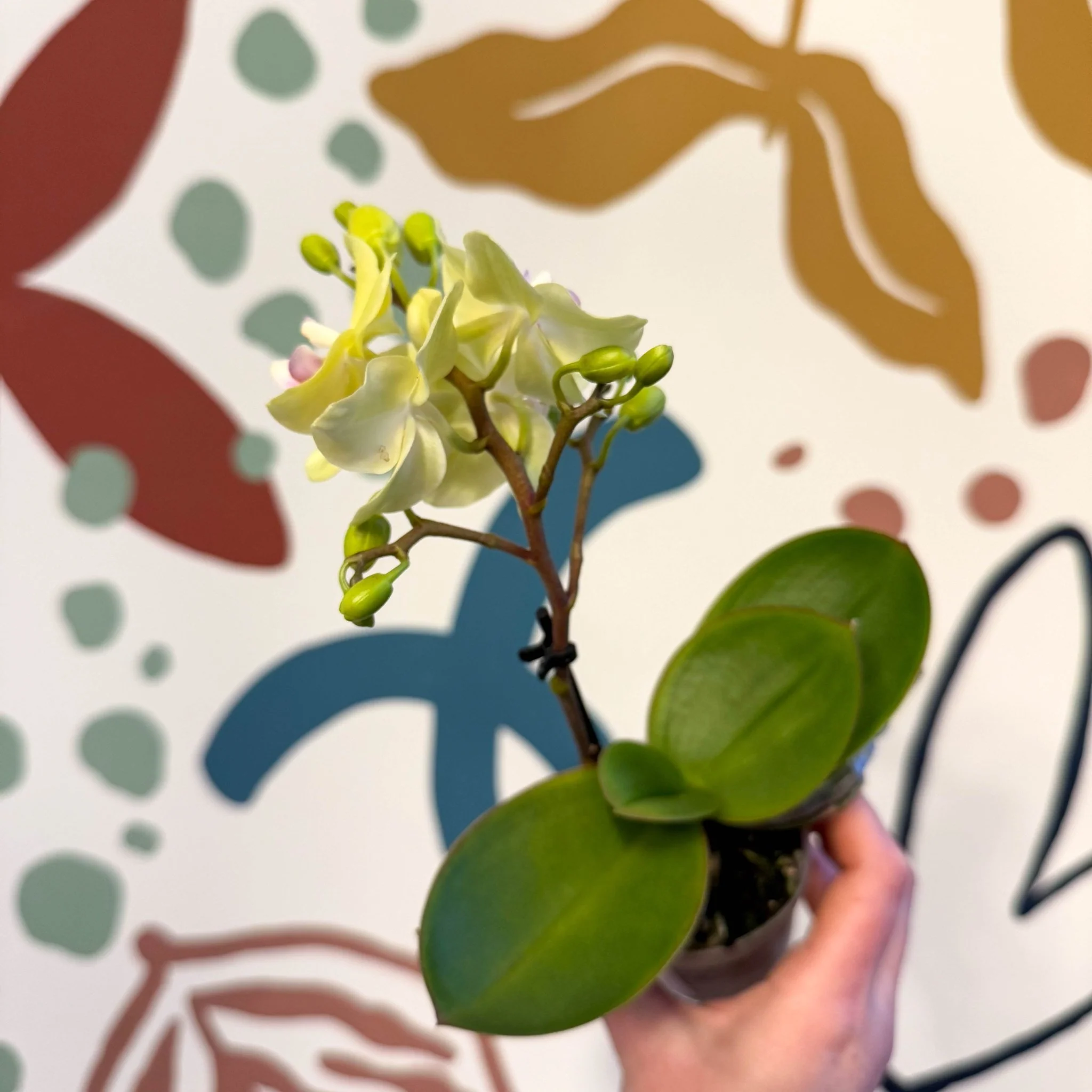 Phalaenopsis 'Freedanzo Canary' - Moth Orchid - Image 8