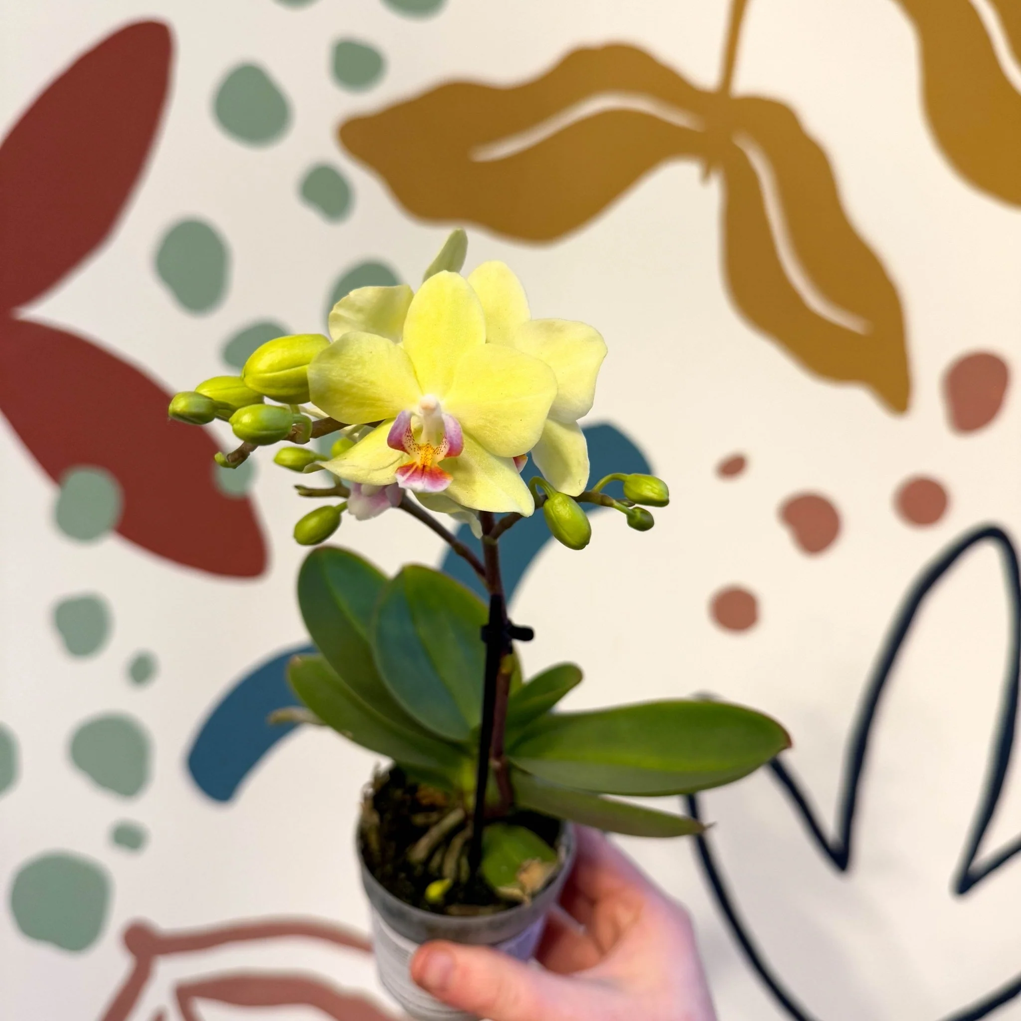 Phalaenopsis 'Freedanzo Canary' - Moth Orchid - Image 9