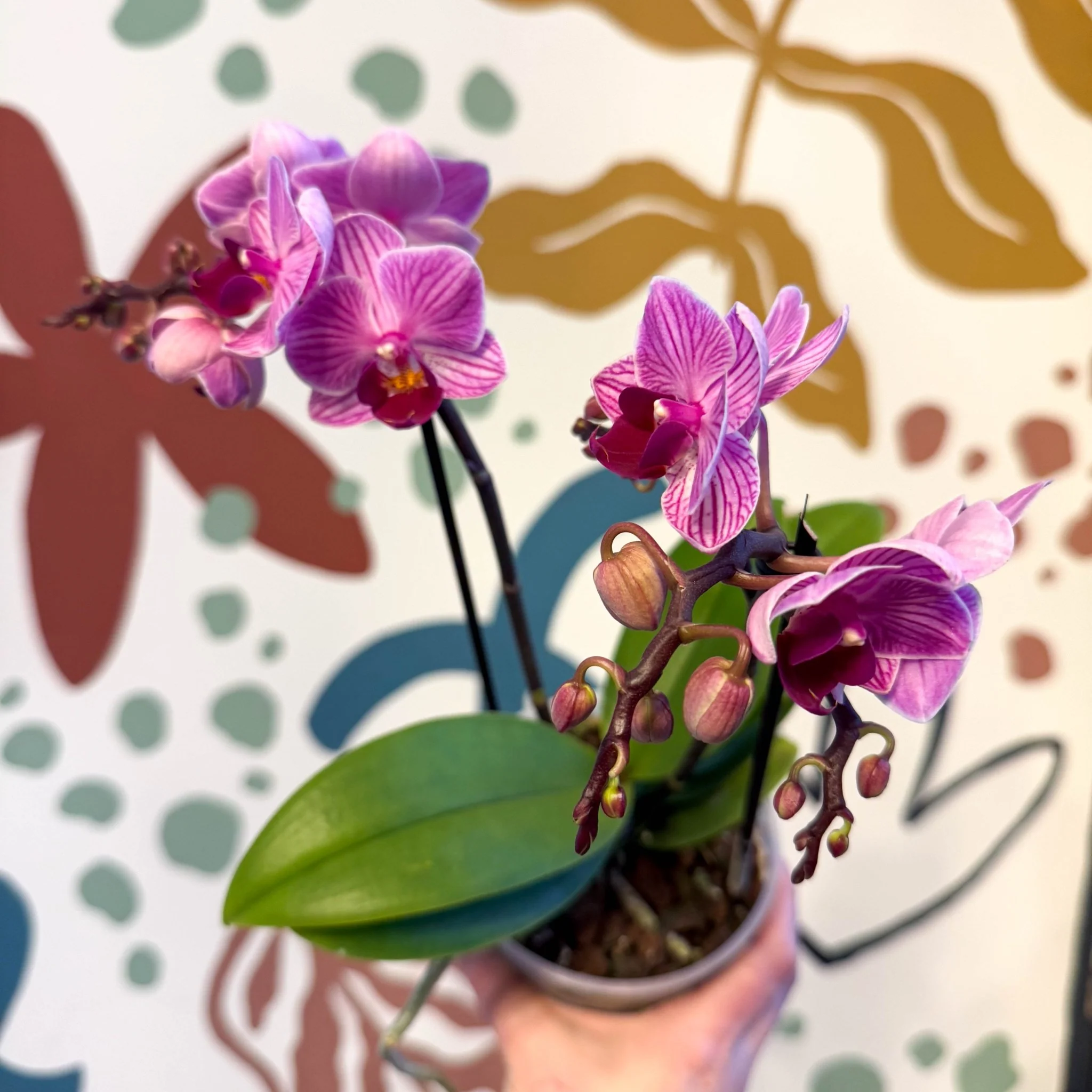 Phalaenopsis 'Freedanzo Robin' - Purple & Pink Moth Orchid