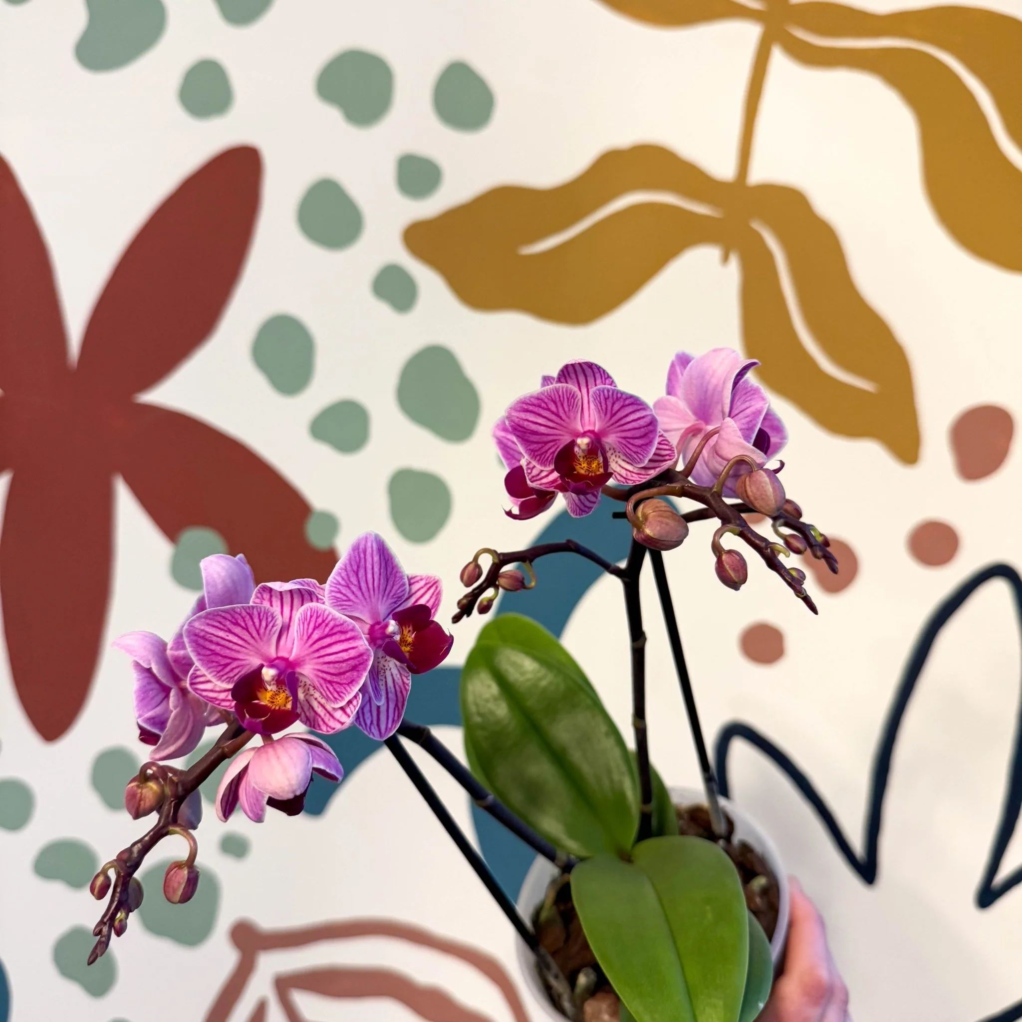 Phalaenopsis 'Freedanzo Robin' - Purple & Pink Moth Orchid - Image 10