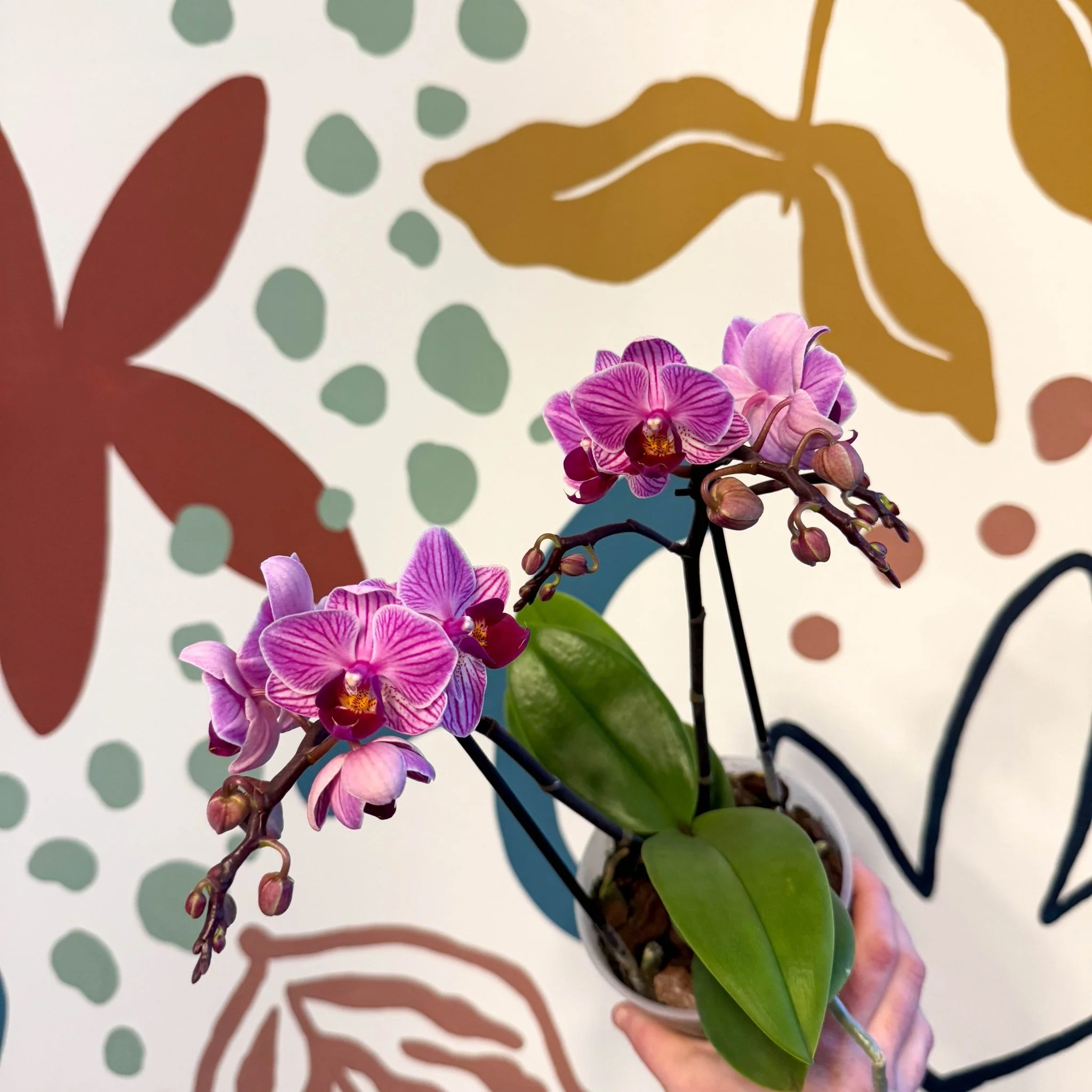 Phalaenopsis 'Freedanzo Robin' - Purple & Pink Moth Orchid - Image 11