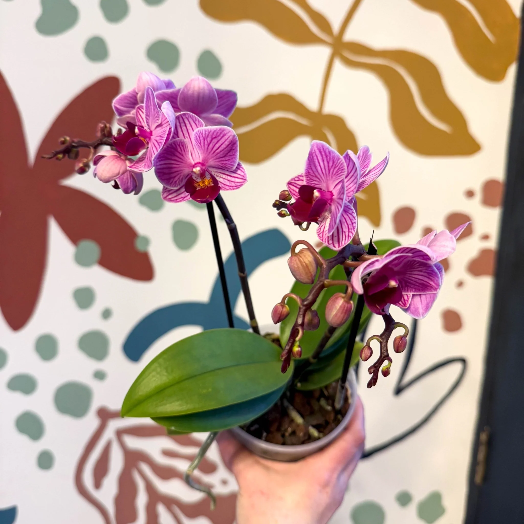 Phalaenopsis 'Freedanzo Robin' - Purple & Pink Moth Orchid - Image 12