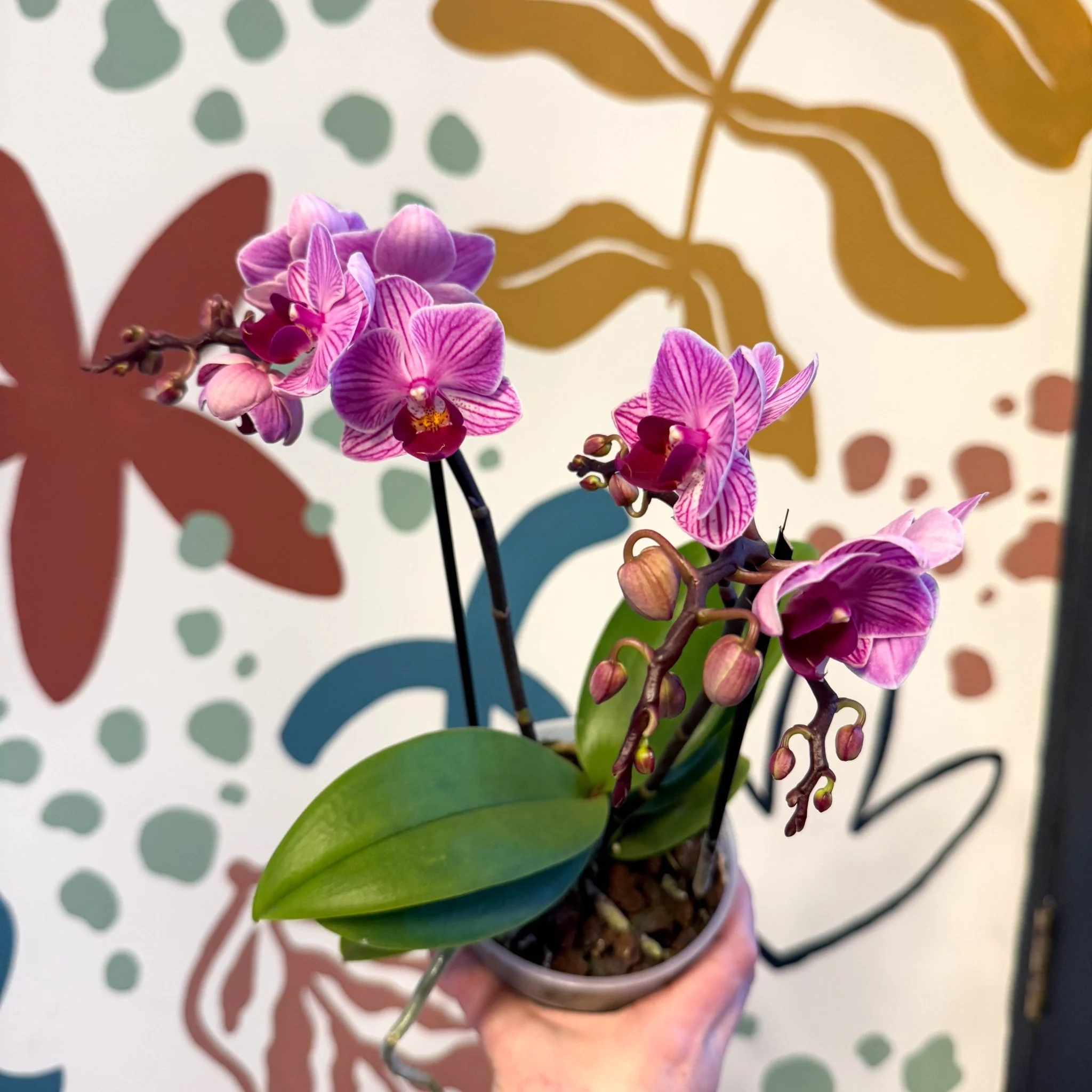 Phalaenopsis 'Freedanzo Robin' - Purple & Pink Moth Orchid - Image 13