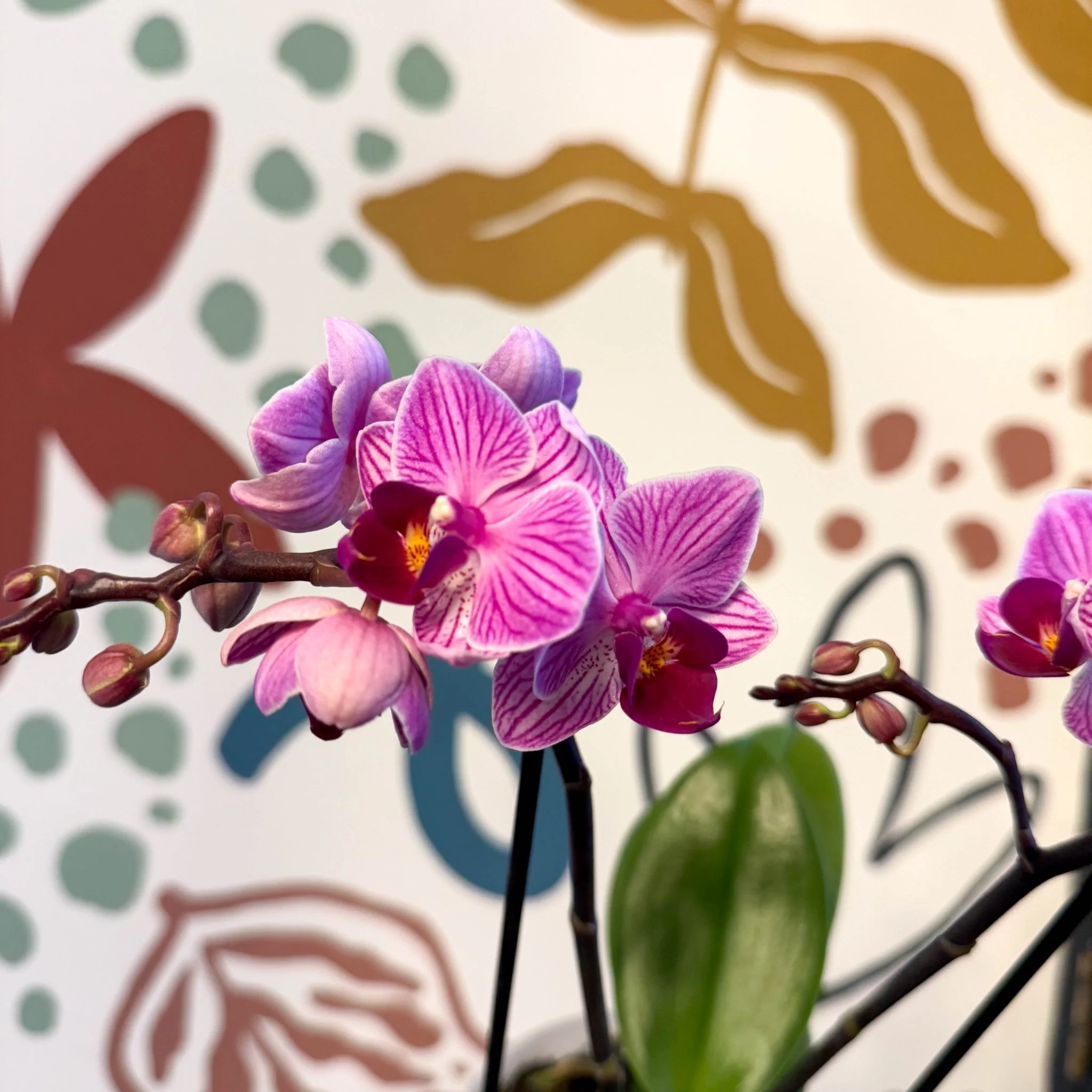 Phalaenopsis 'Freedanzo Robin' - Purple & Pink Moth Orchid - Image 2