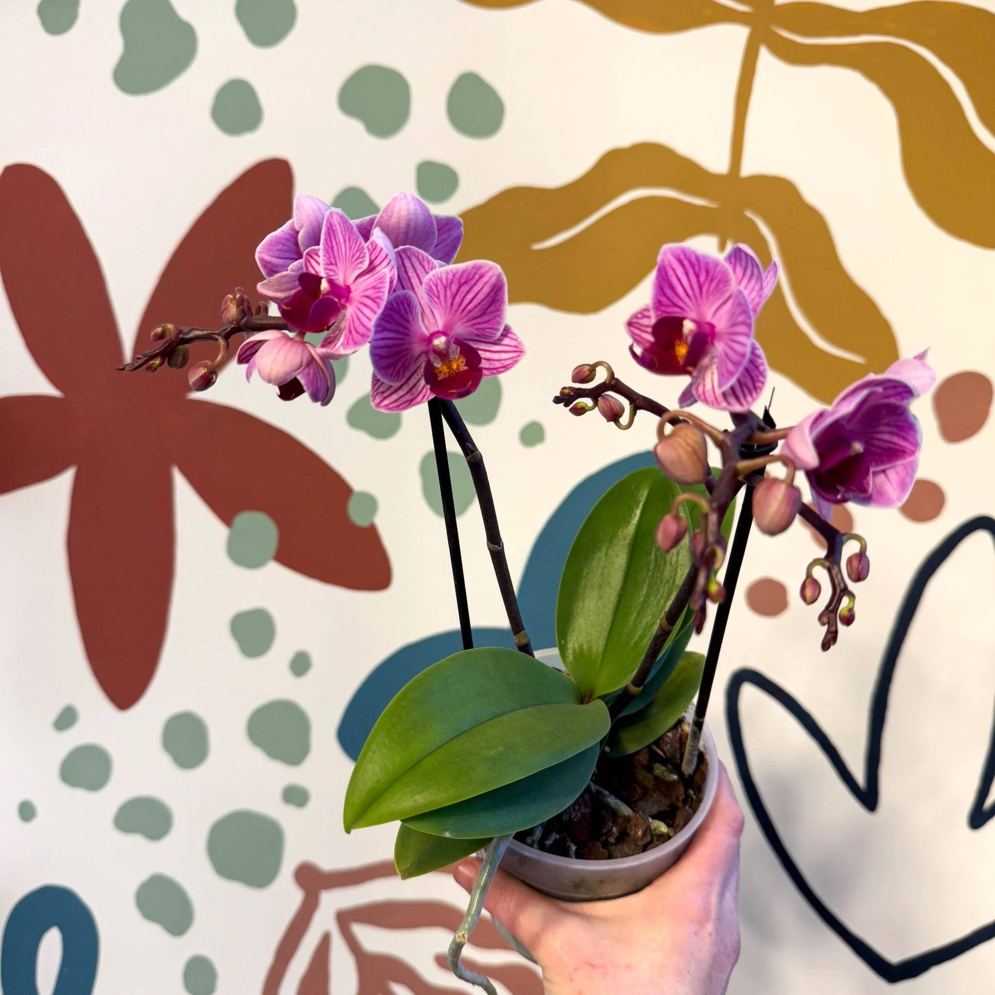 Phalaenopsis 'Freedanzo Robin' - Purple & Pink Moth Orchid - Image 3