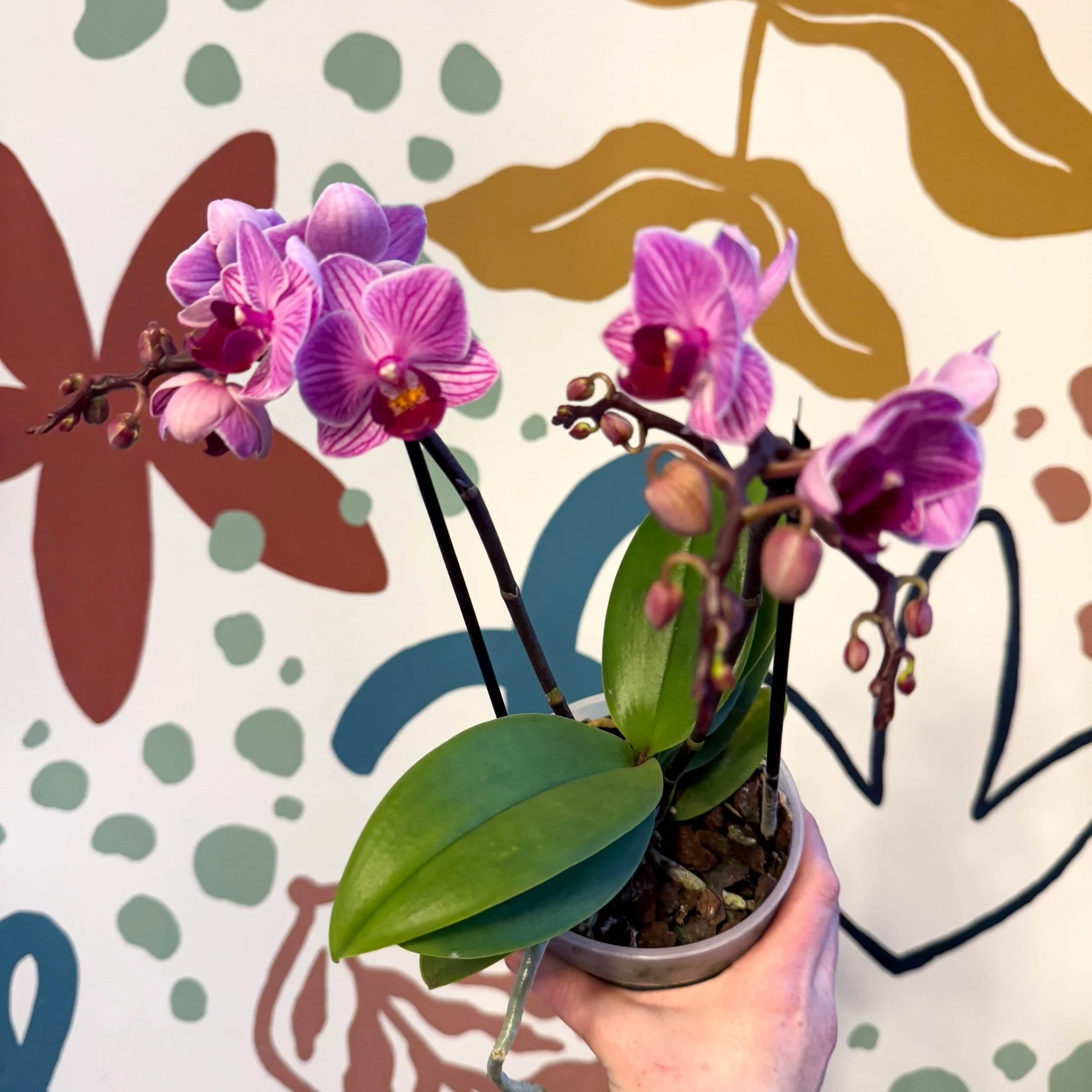 Phalaenopsis 'Freedanzo Robin' - Purple & Pink Moth Orchid - Image 4