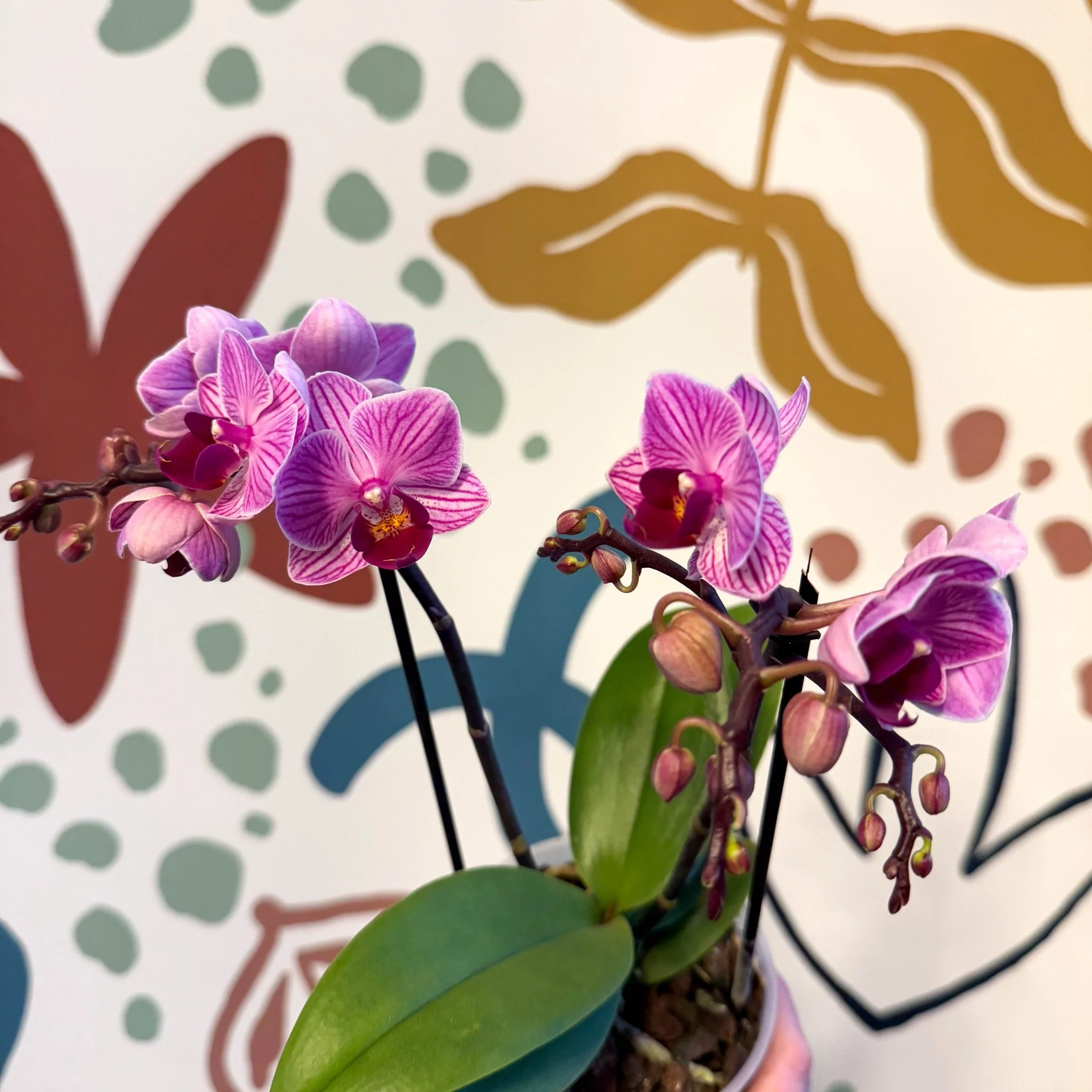 Phalaenopsis 'Freedanzo Robin' - Purple & Pink Moth Orchid - Image 5