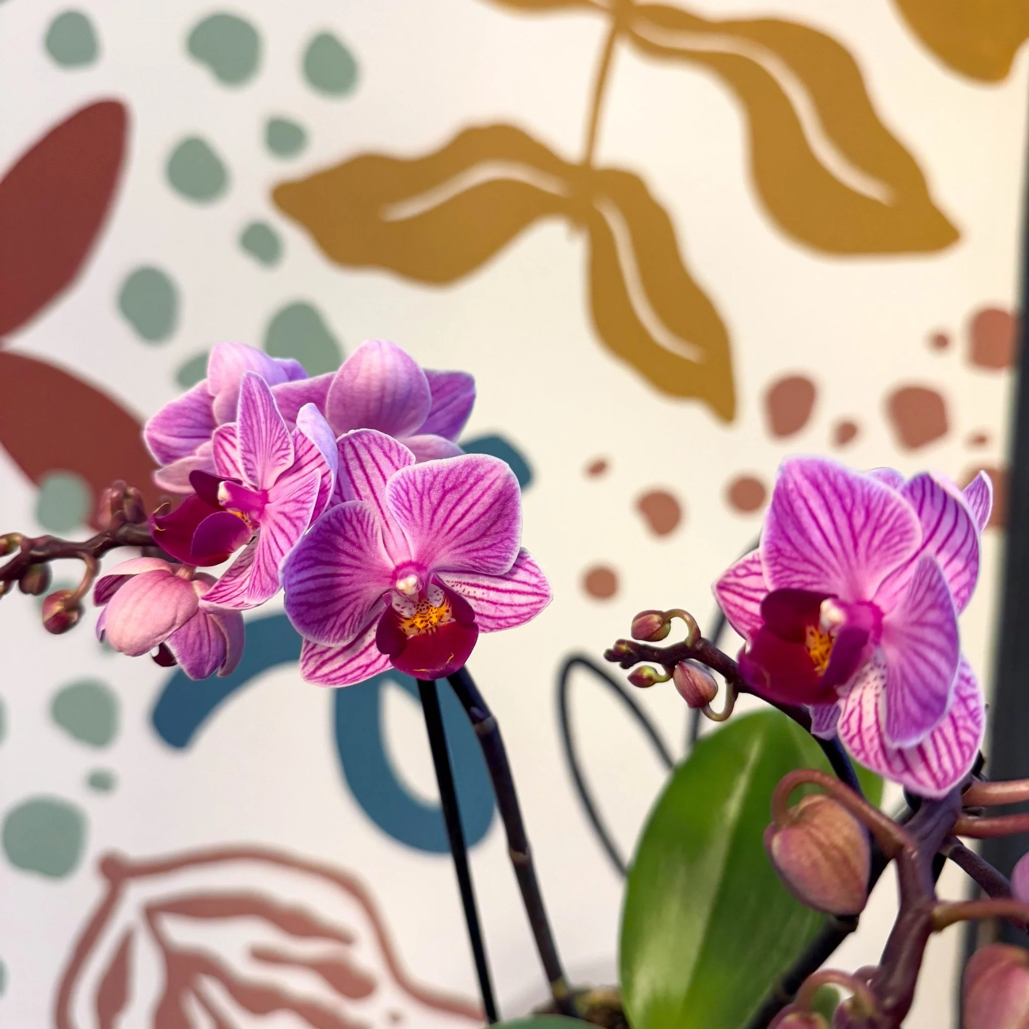 Phalaenopsis 'Freedanzo Robin' - Purple & Pink Moth Orchid - Image 6