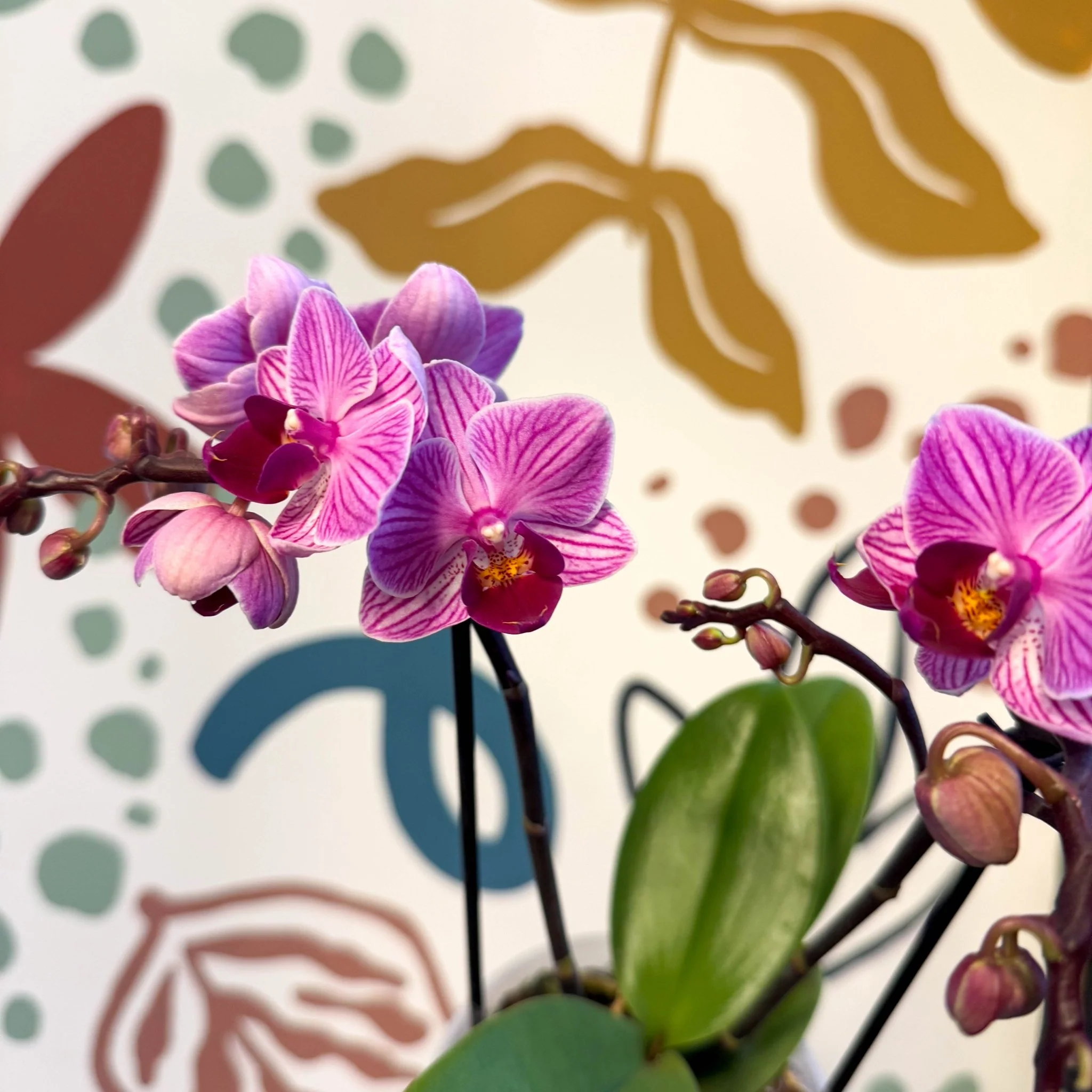 Phalaenopsis 'Freedanzo Robin' - Purple & Pink Moth Orchid - Image 7