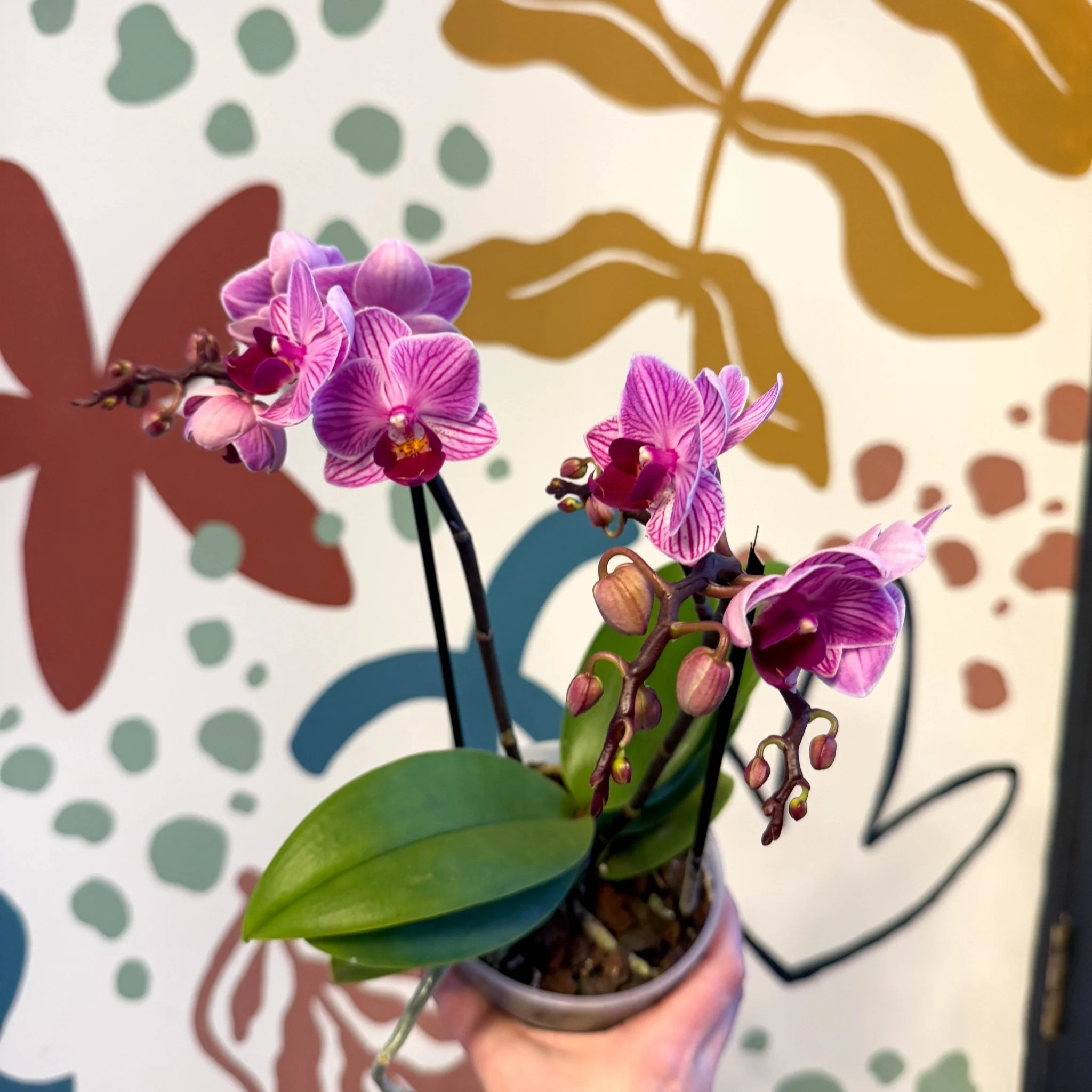 Phalaenopsis 'Freedanzo Robin' - Purple & Pink Moth Orchid - Image 8