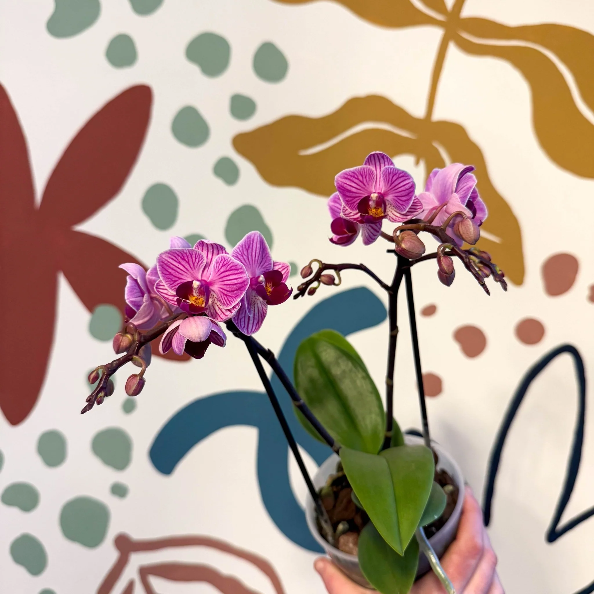 Phalaenopsis 'Freedanzo Robin' - Purple & Pink Moth Orchid - Image 9