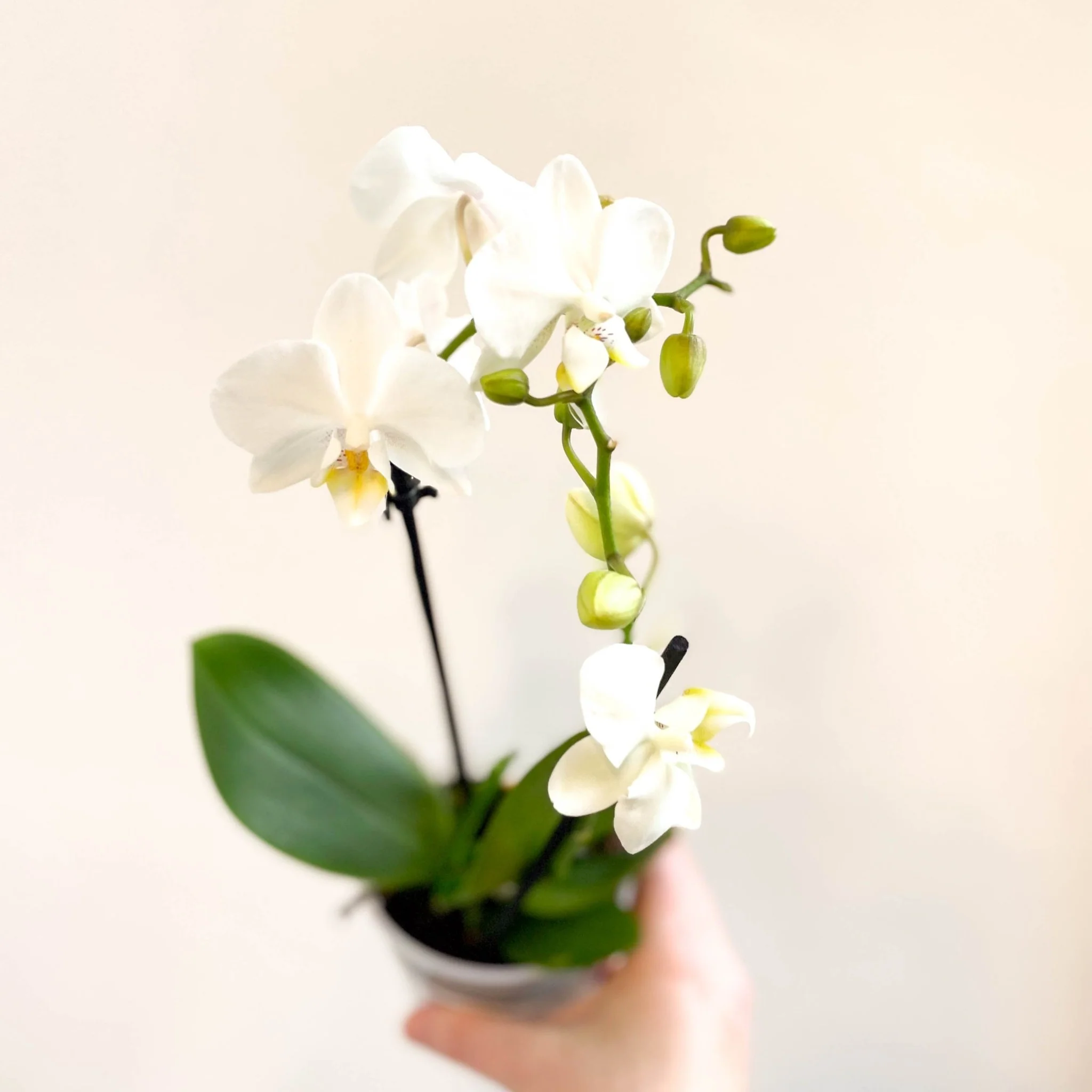 Phalaenopsis 'Ghent' - White Moth Orchid - Image 6