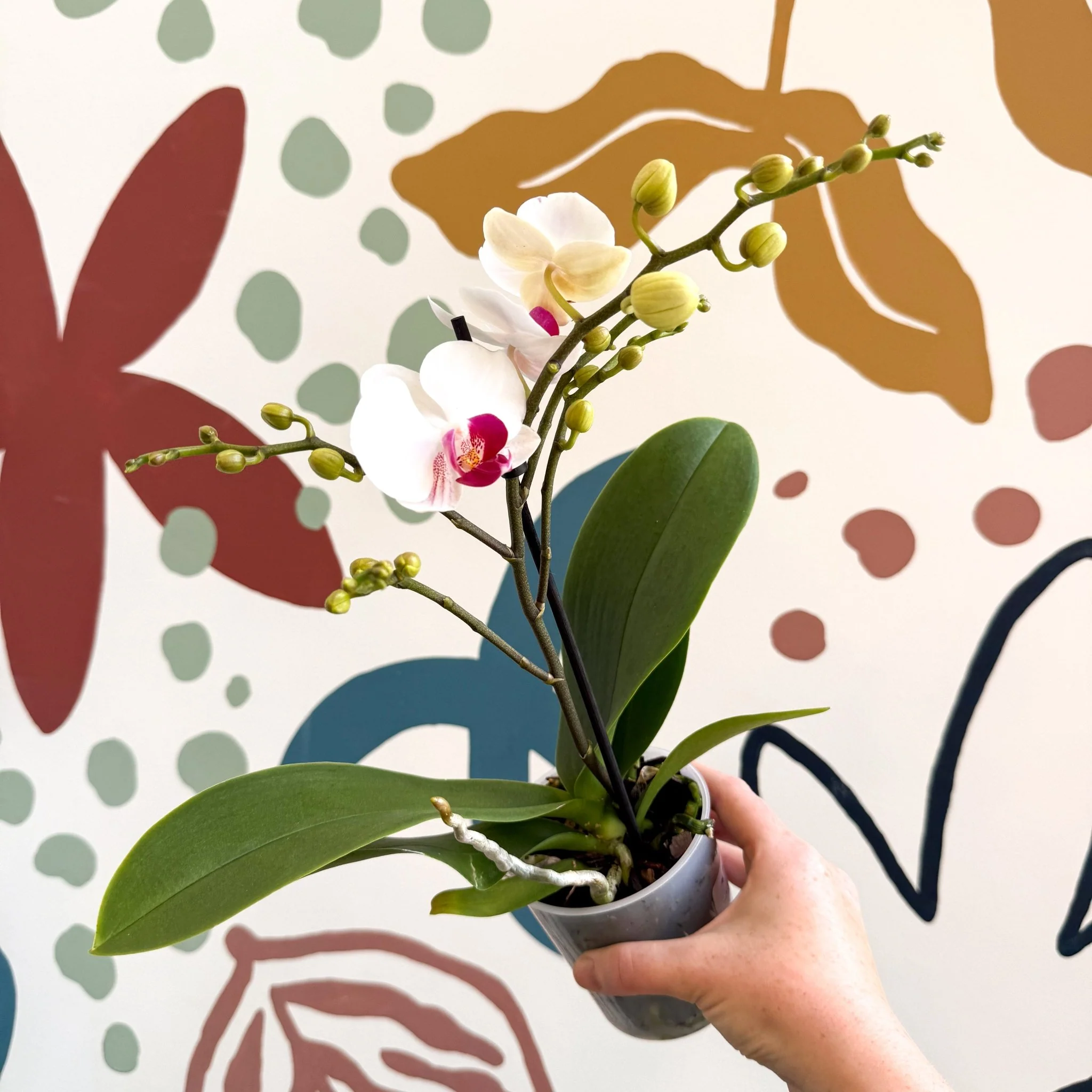 Phalaenopsis 'Gibraltar' - White & Dark Pink Moth Orchid - Image 10