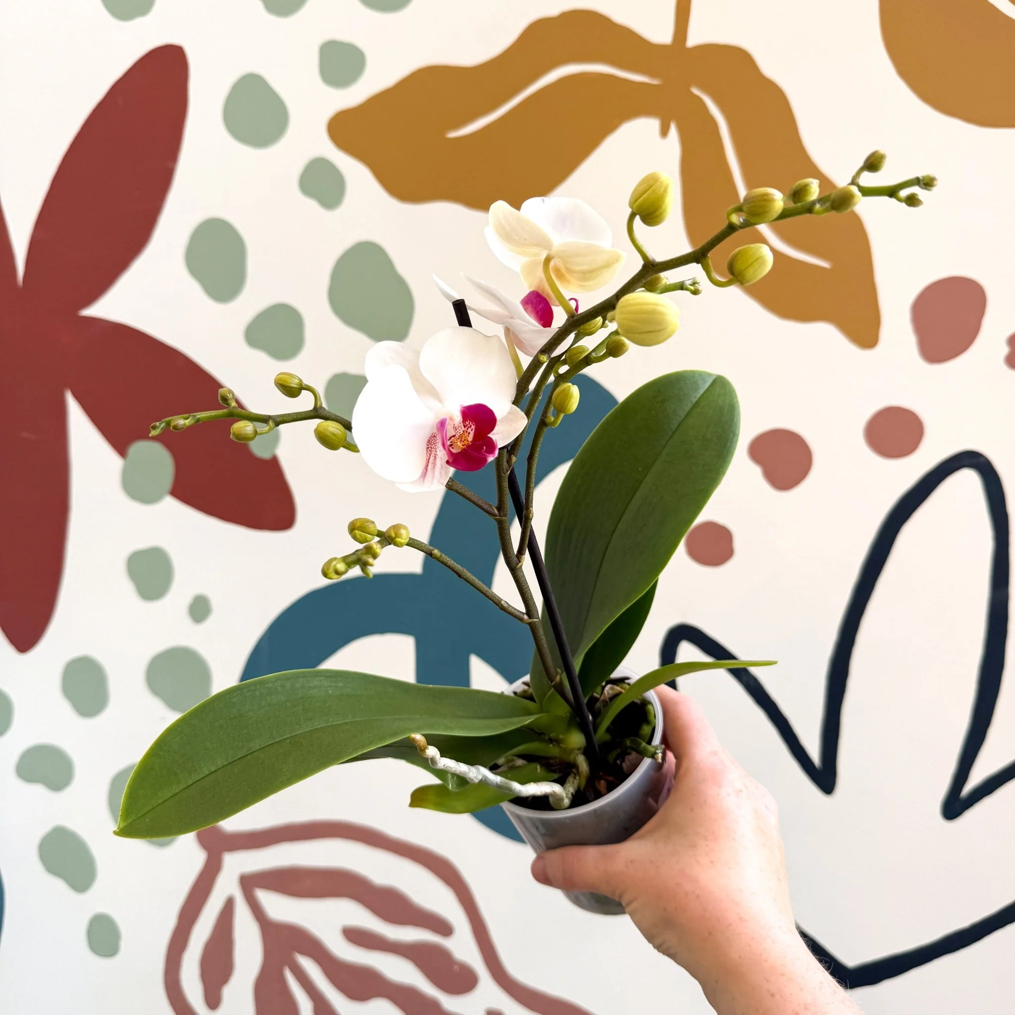 Phalaenopsis 'Gibraltar' - White & Dark Pink Moth Orchid - Image 2