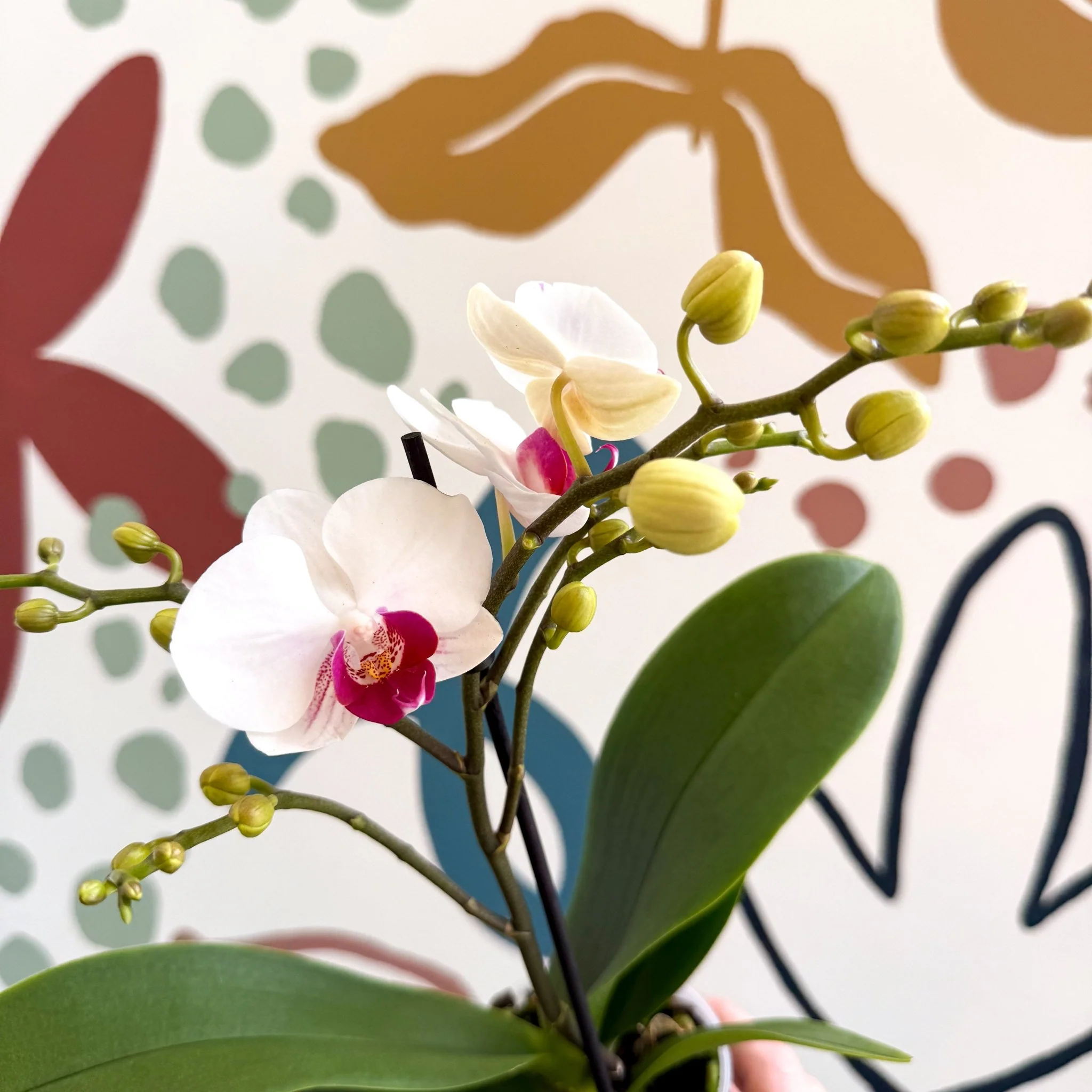 Phalaenopsis 'Gibraltar' - White & Dark Pink Moth Orchid - Image 3