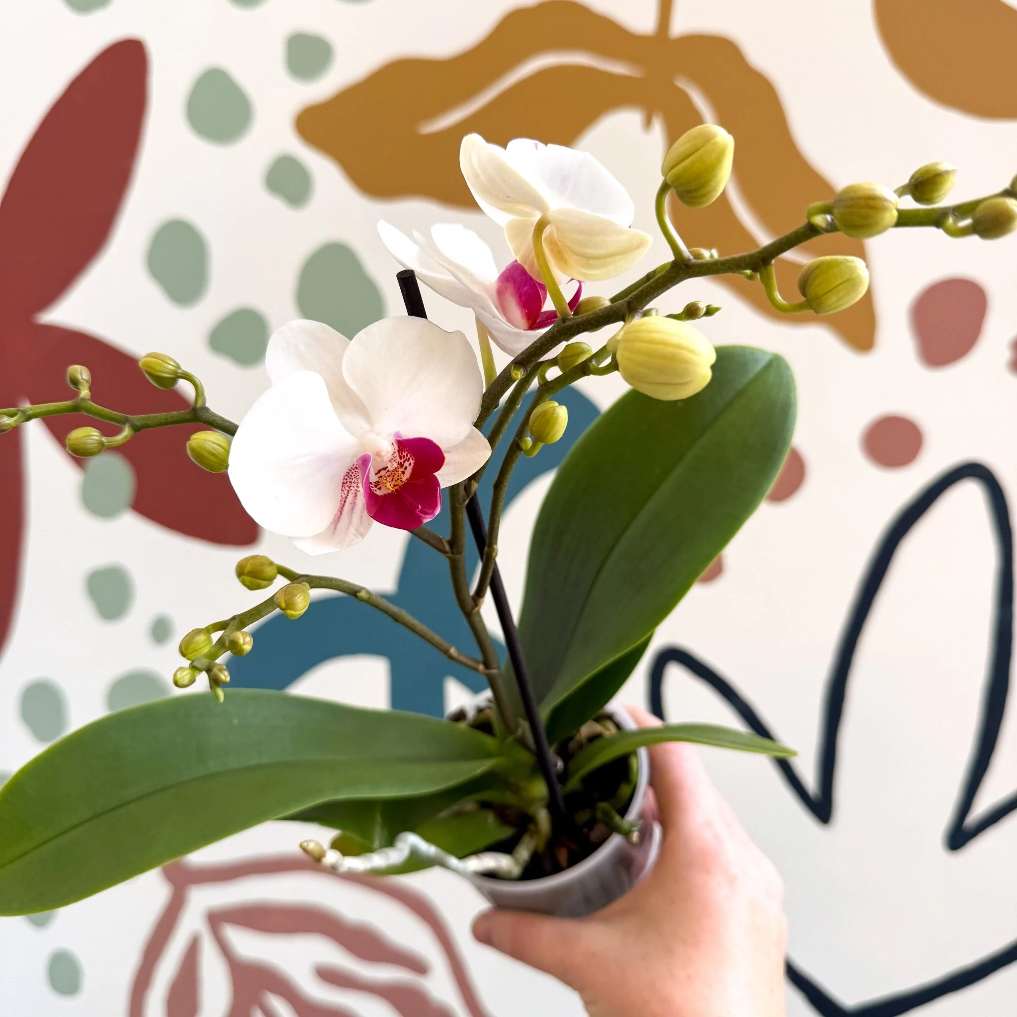 Phalaenopsis 'Gibraltar' - White & Dark Pink Moth Orchid - Image 4