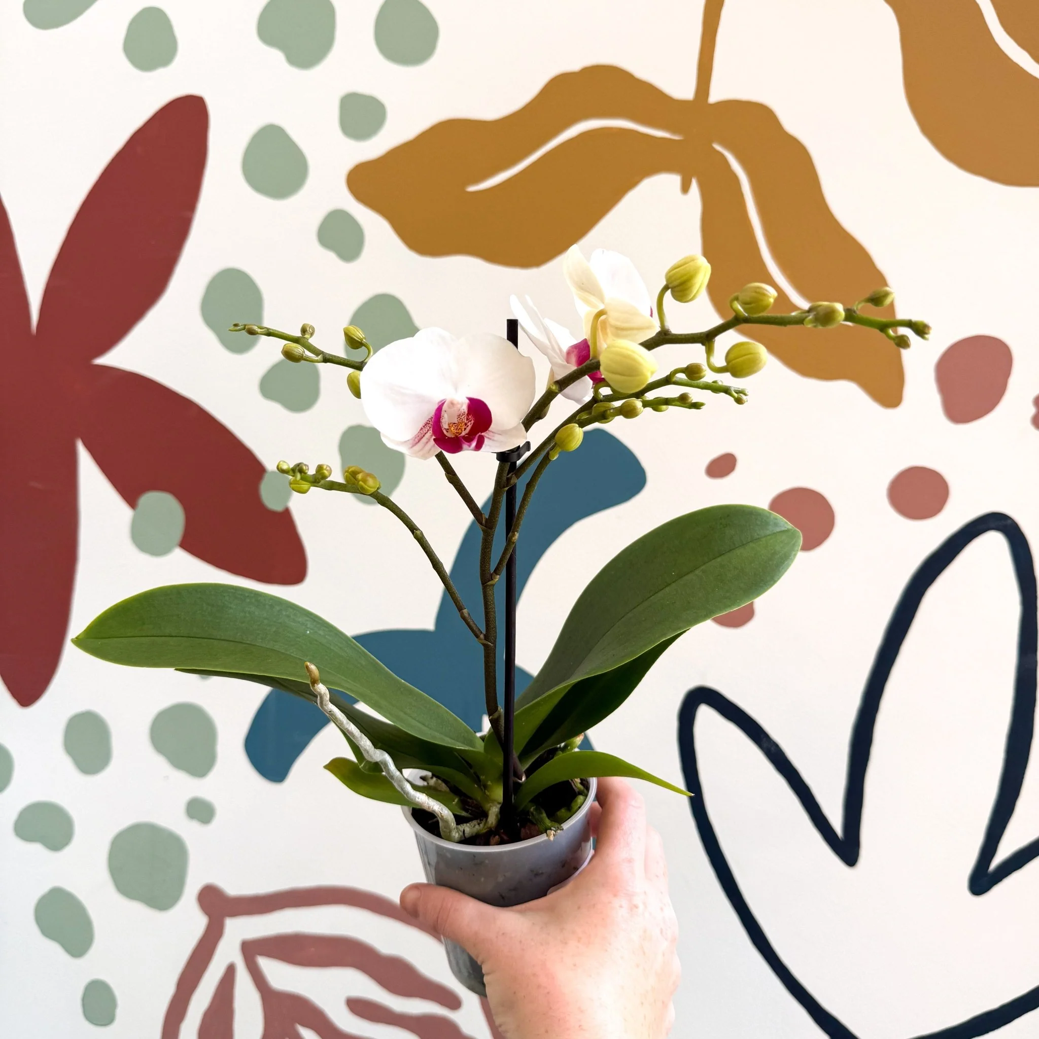 Phalaenopsis 'Gibraltar' - White & Dark Pink Moth Orchid - Image 5